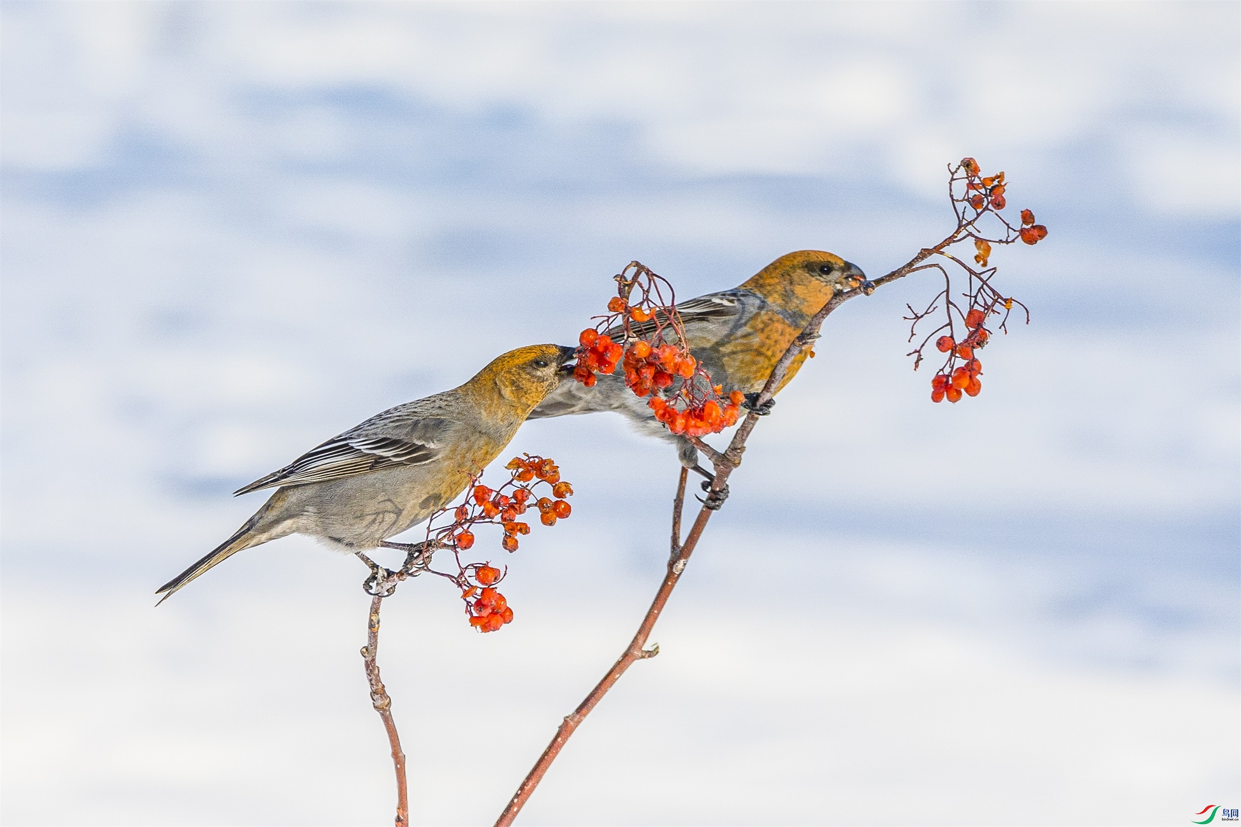 1K3A1031 ����1.jpg