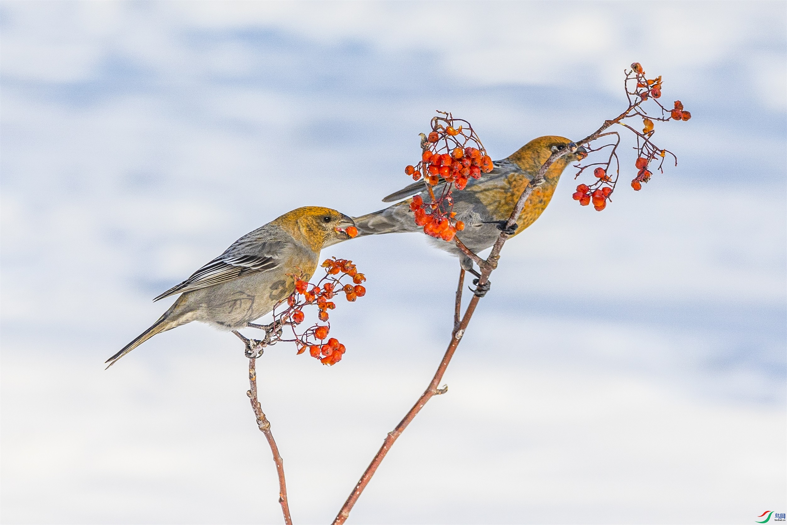 1K3A1033 ����1.jpg