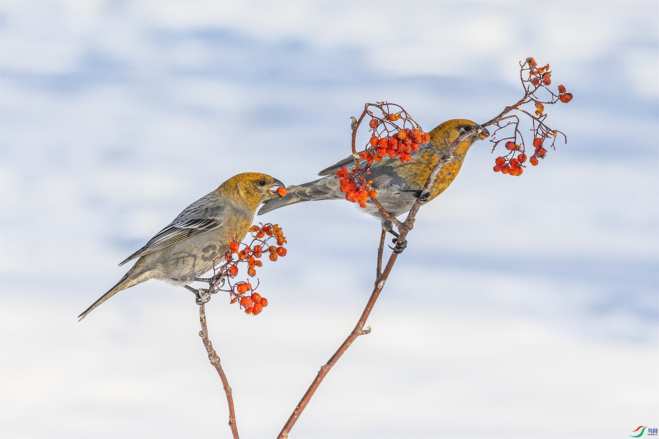 1K3A1034 ����1.jpg