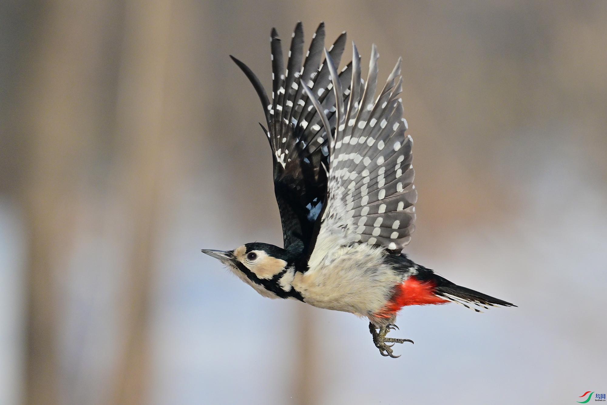 DSC_9277.jpg
