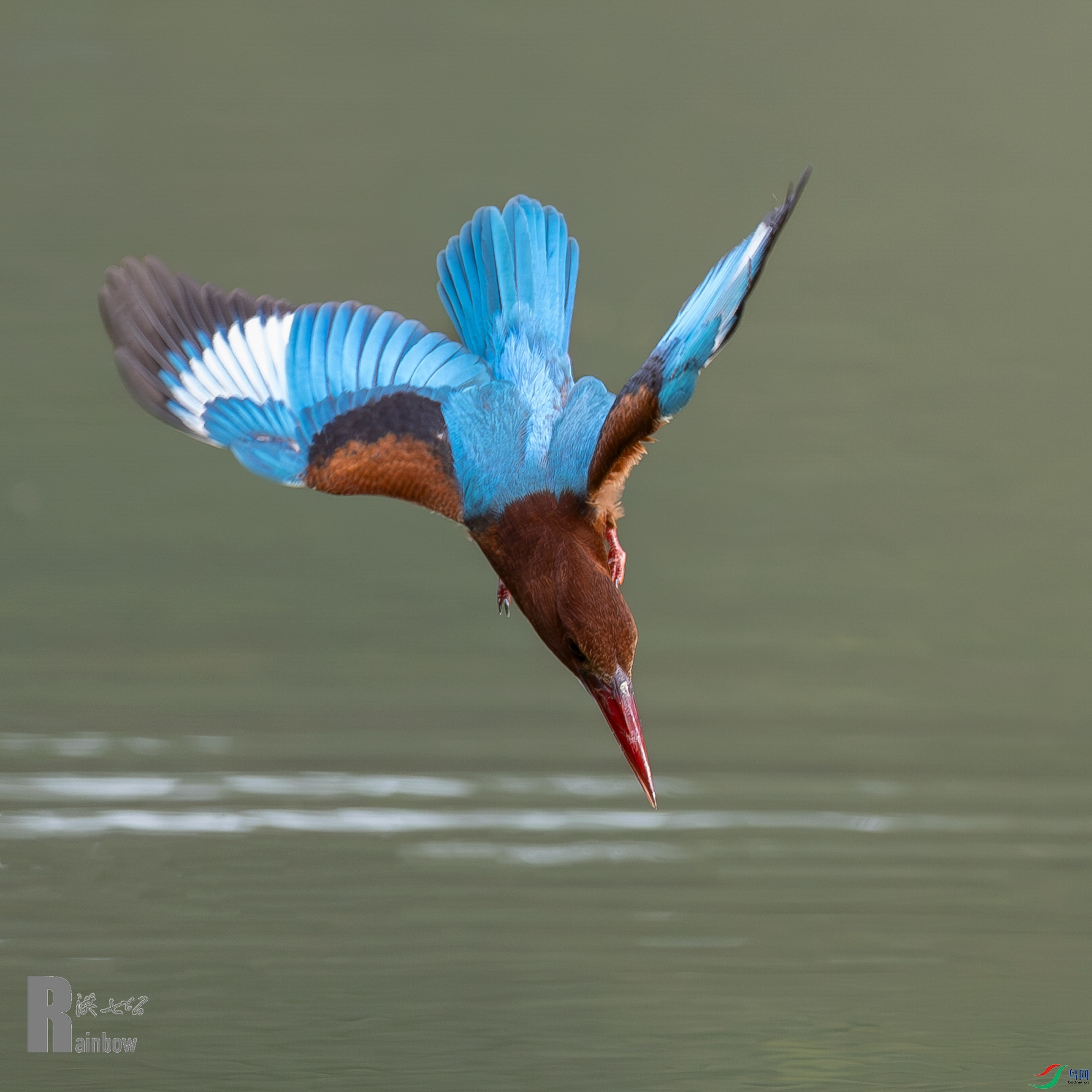 ��䲶ʳ����