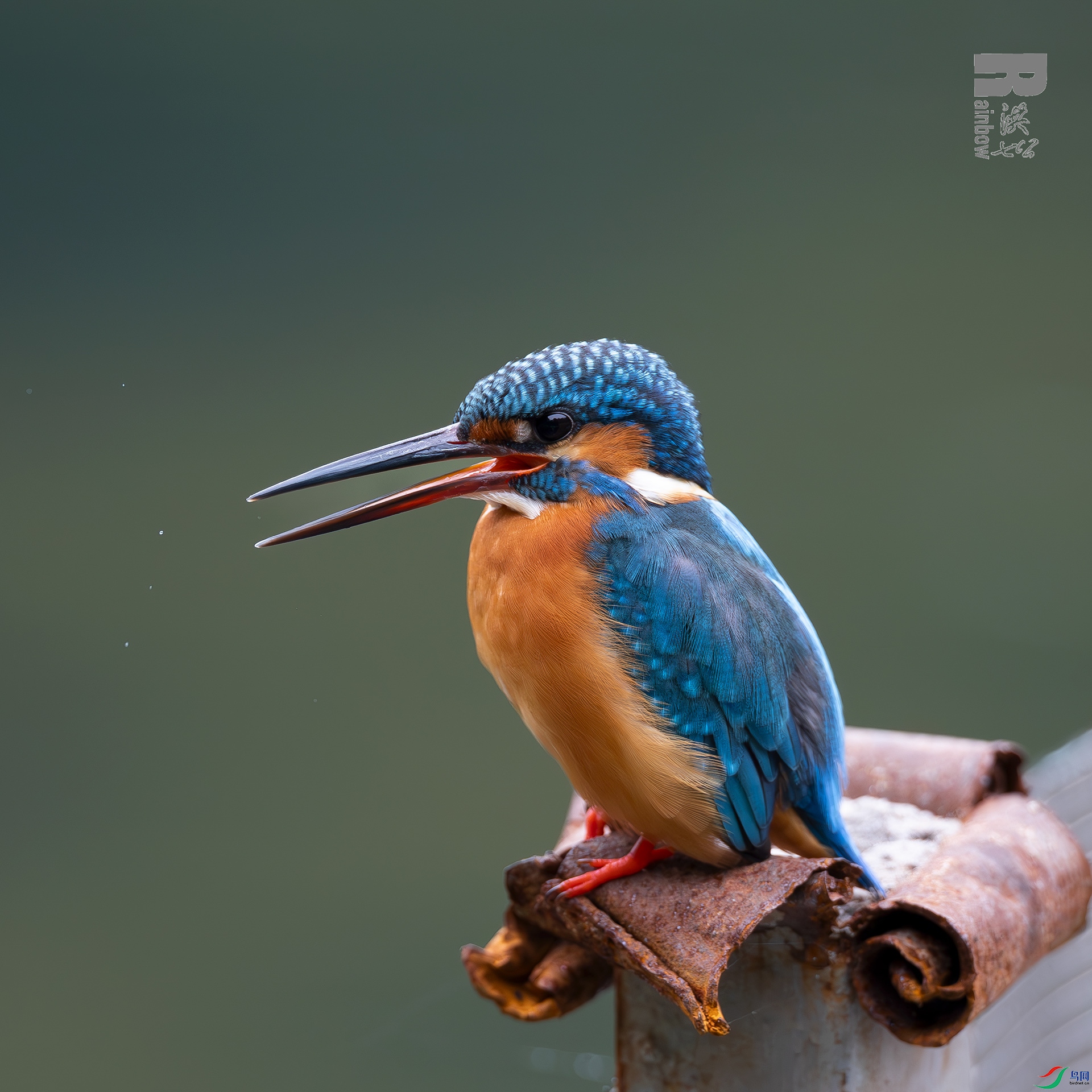 �ȴ���ʳ�е�С��