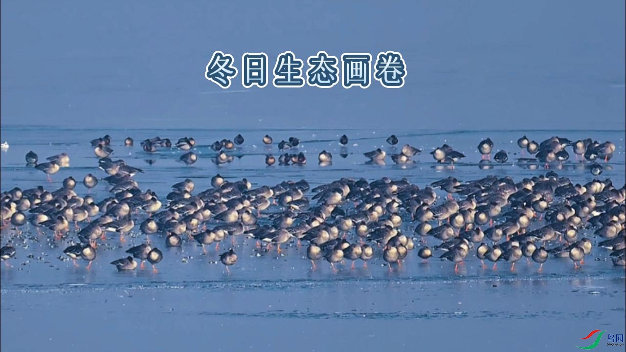 ������̬����