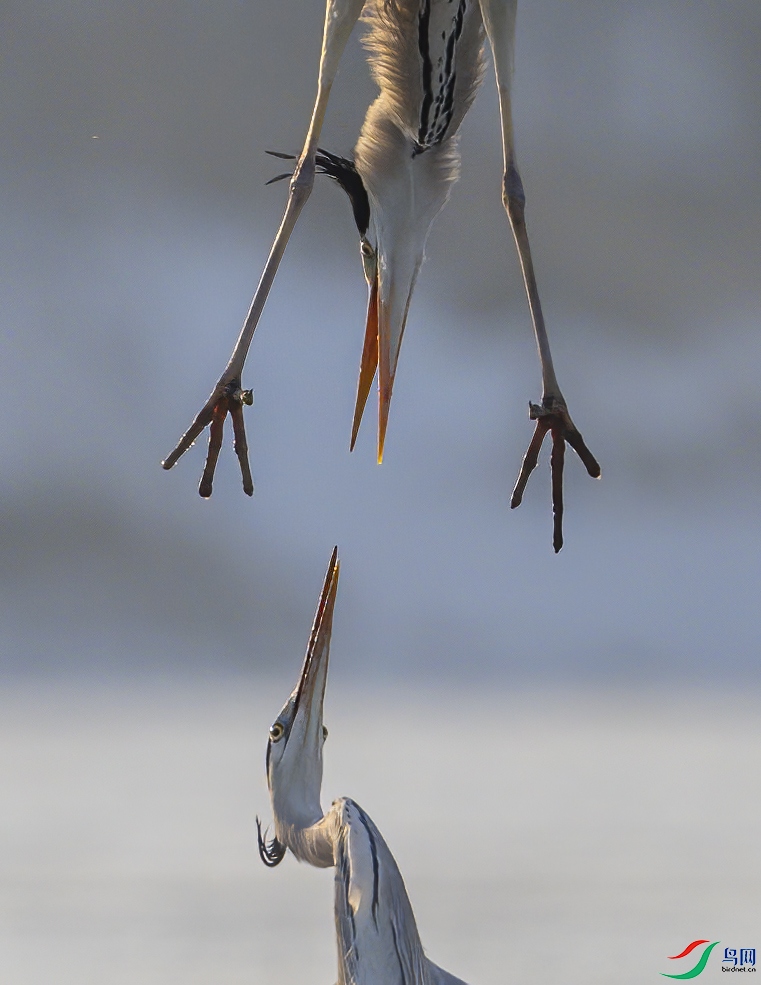 _DSC5744 ����-ӭս.jpg