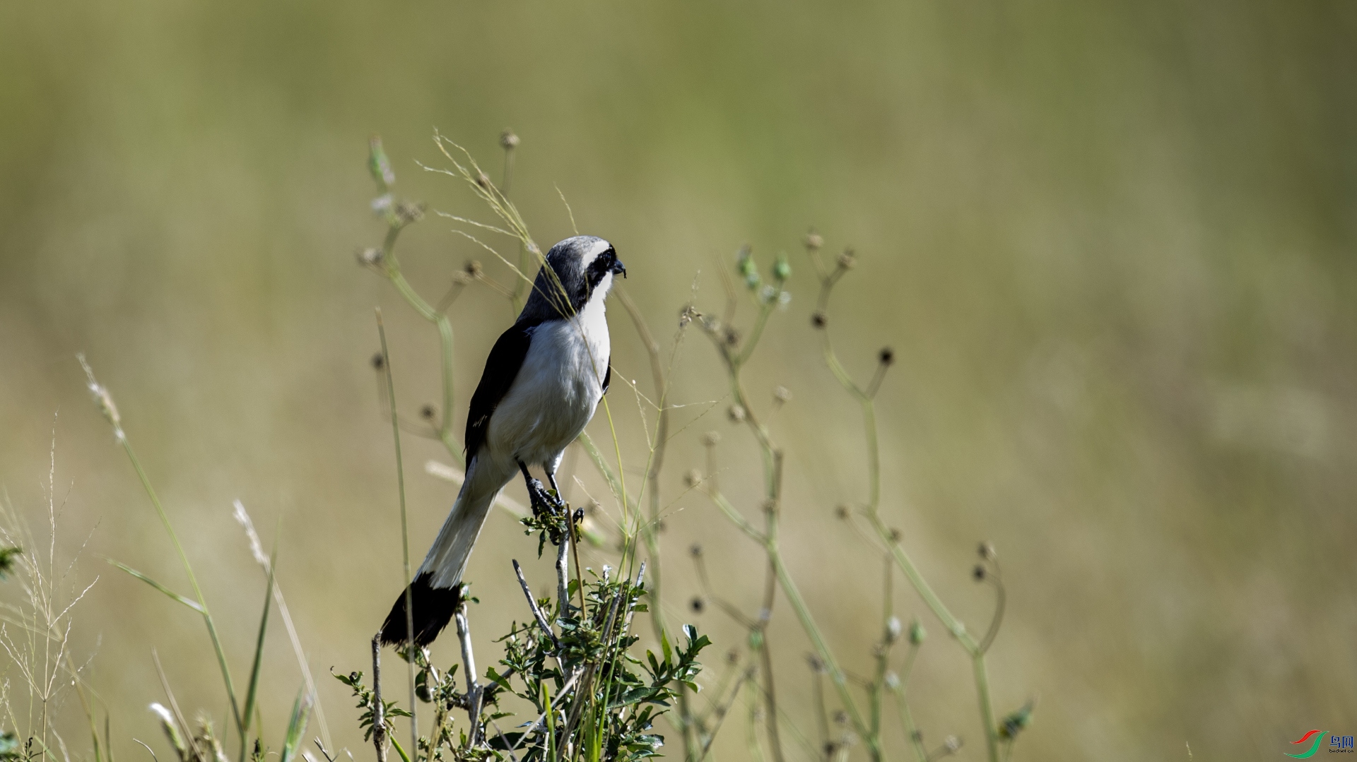 DSC_7931 ����.jpg