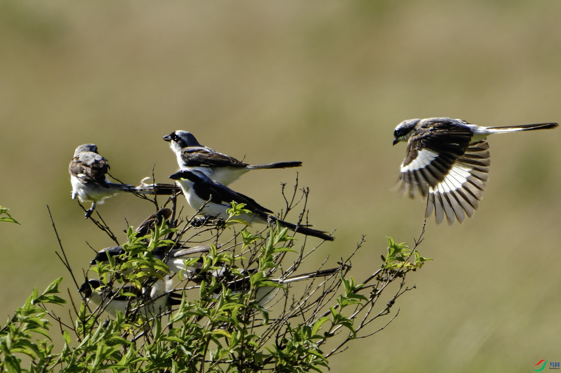 DSC_3157 ����.jpg