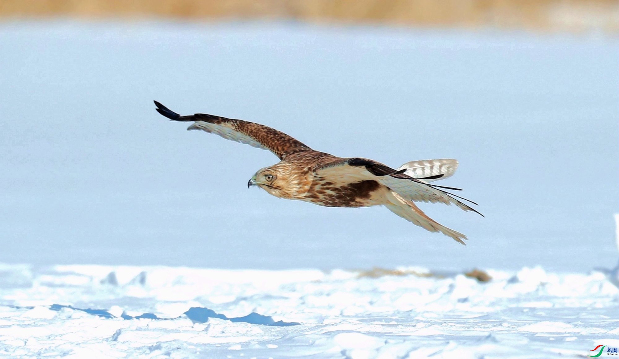AK2Y8948_2000.jpg