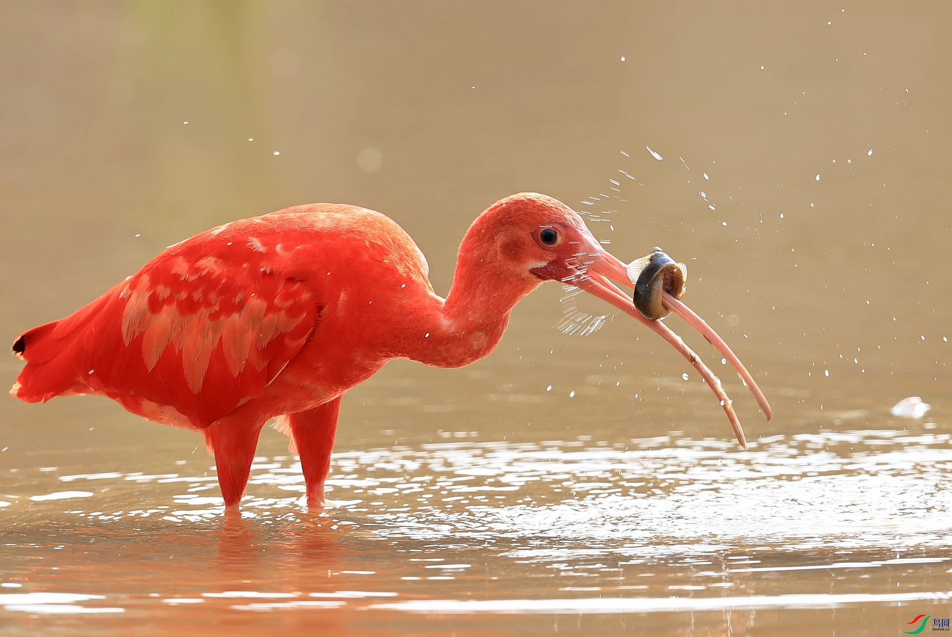 ����AK1I8911 ���������������������.JPG