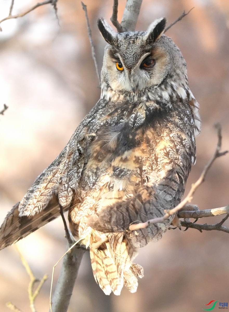 DSC03321 - ����.JPG