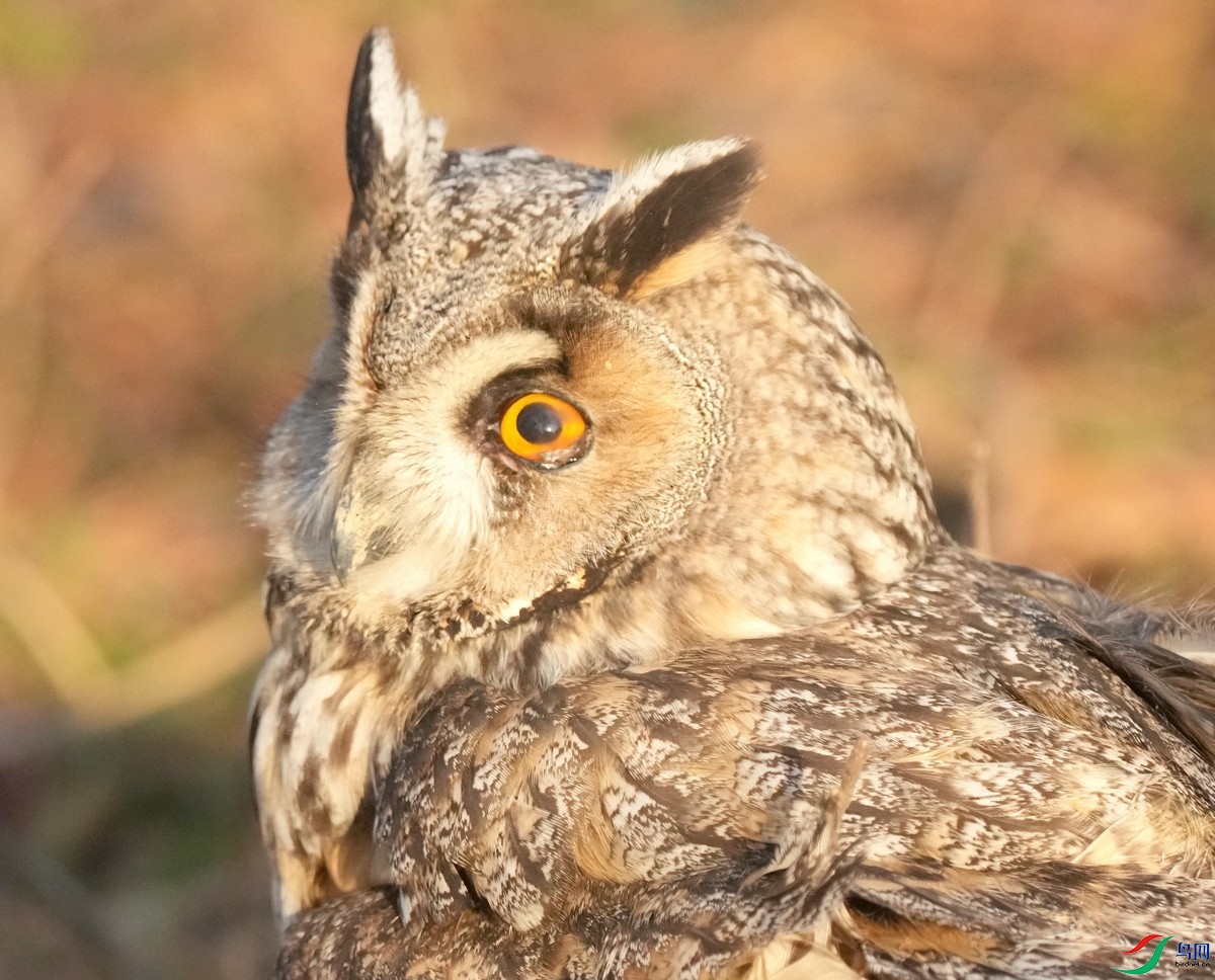 DSC03367 - ����.JPG