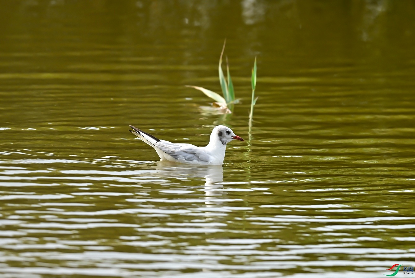 _DSC0282f.jpg