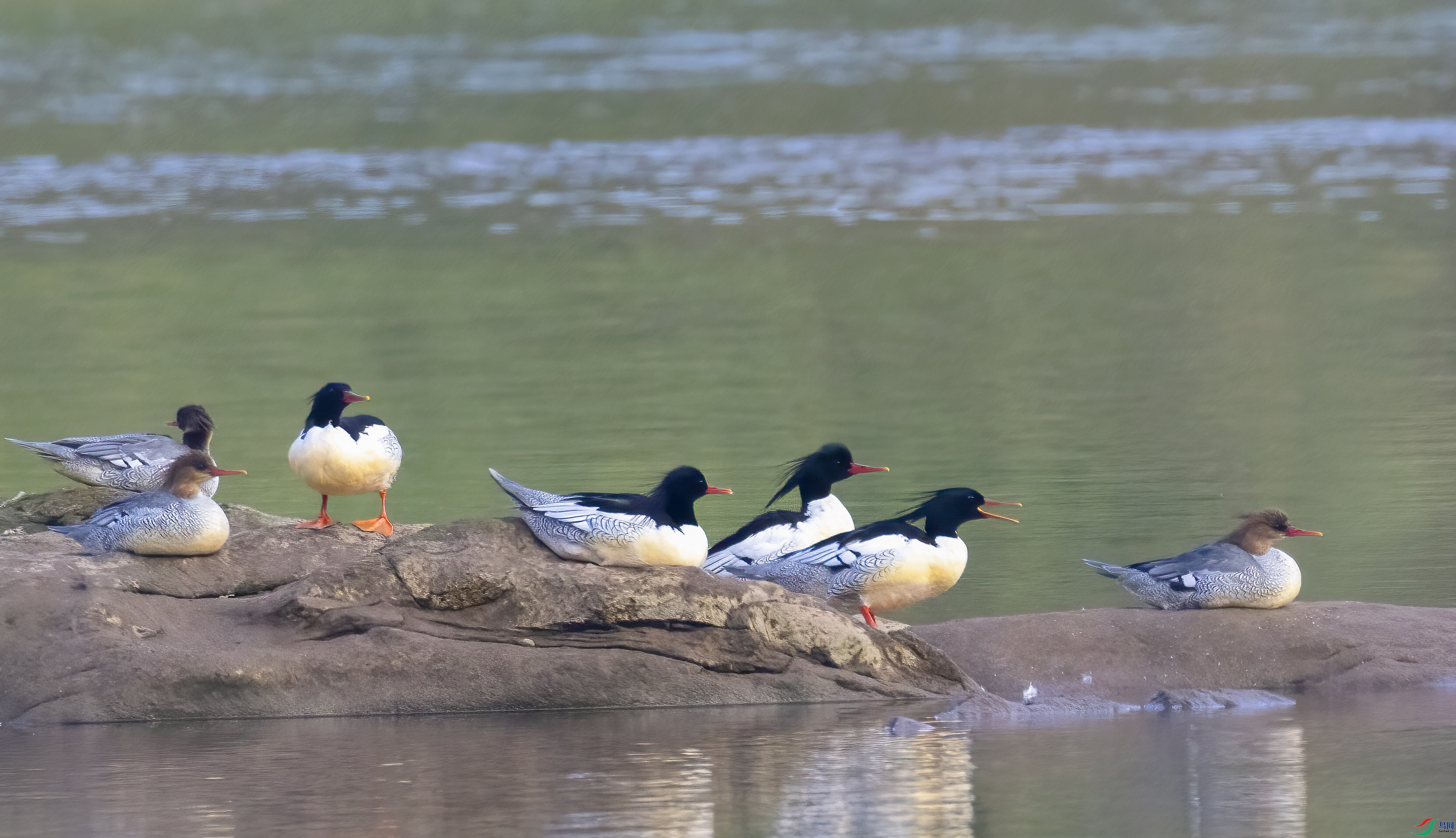 C87A1145 ����.jpg