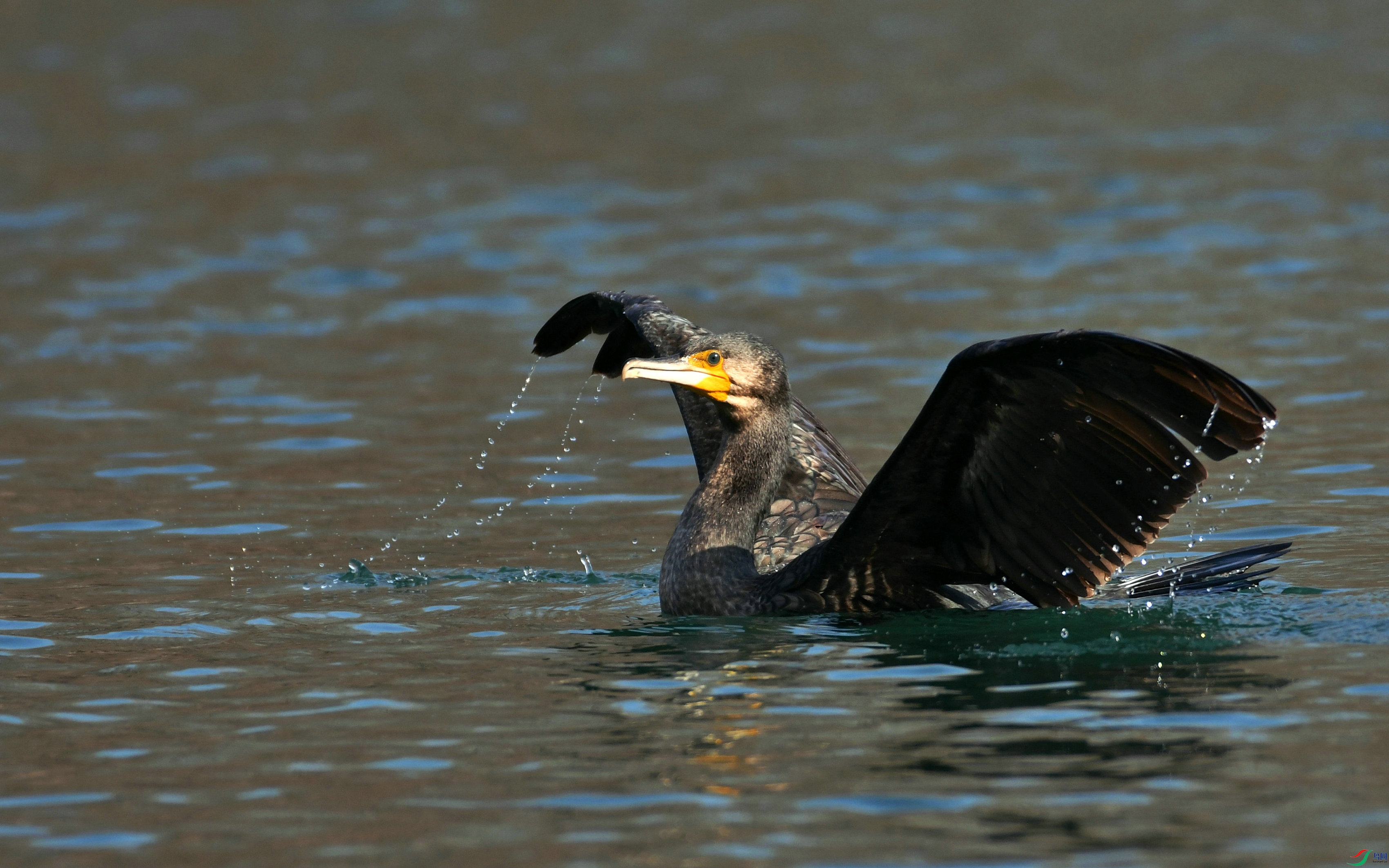 DSC_3446.JPG