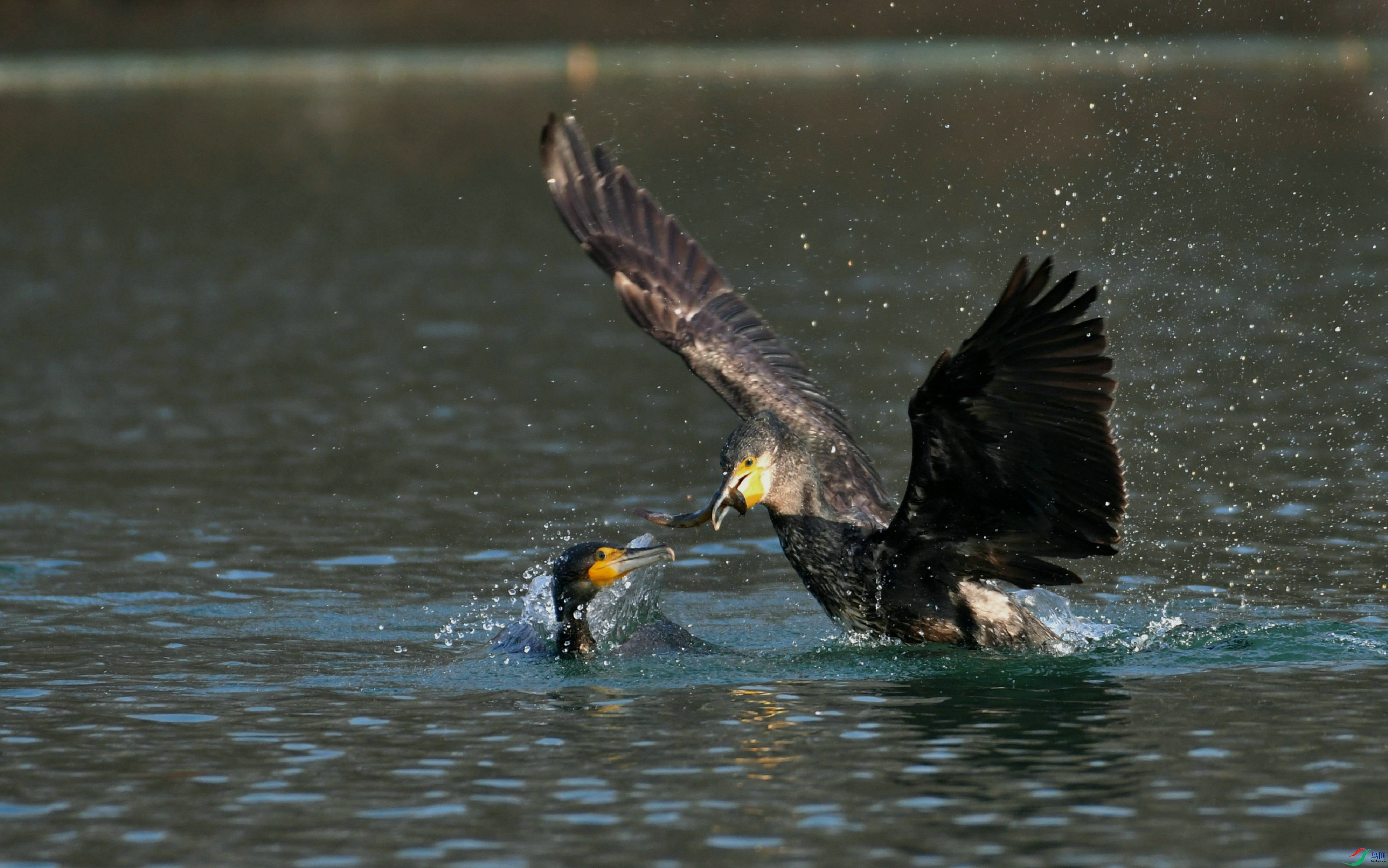 DSC_3159.JPG