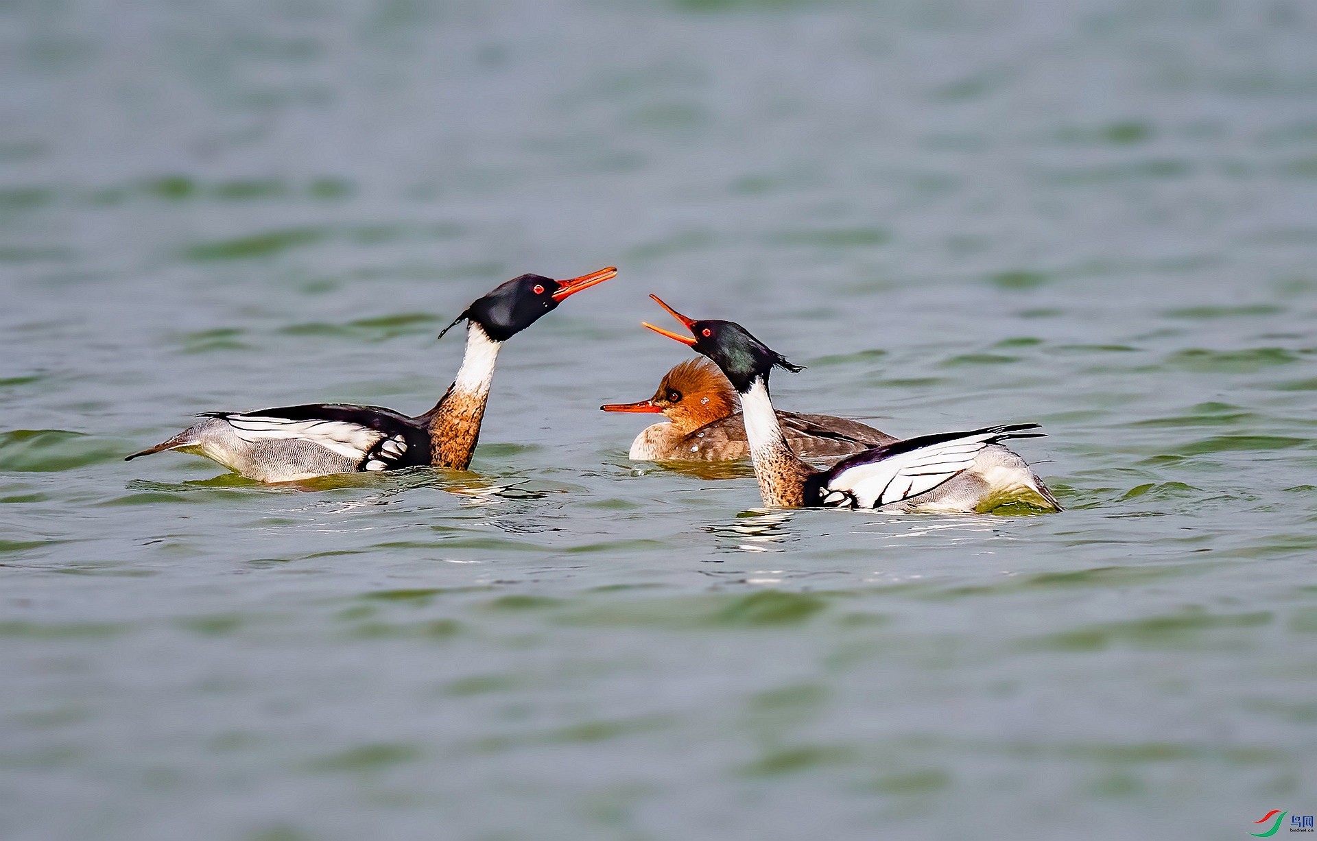 DSC_4343 ����_����.jpg