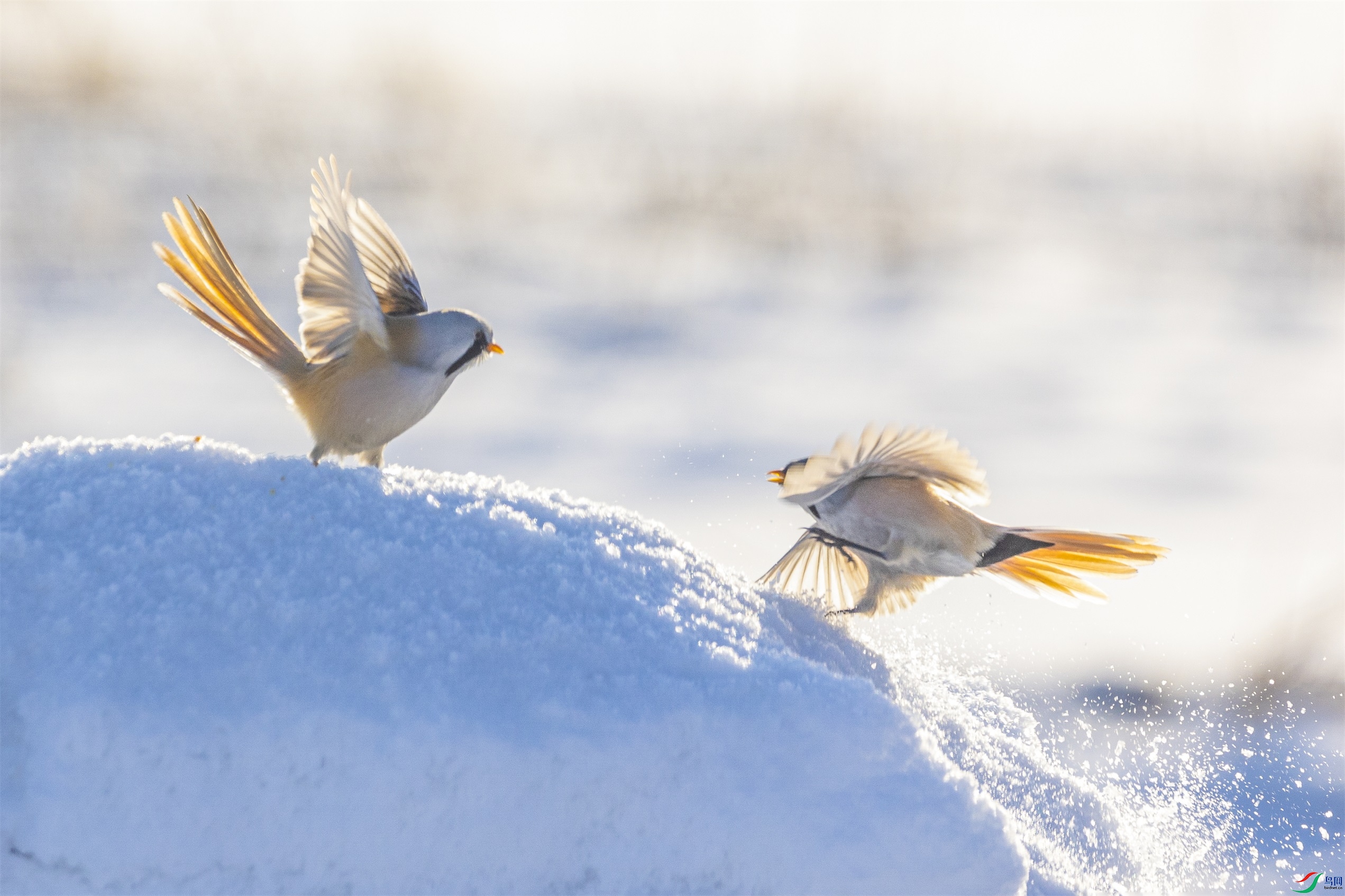 1K3A5600 ����1.jpg