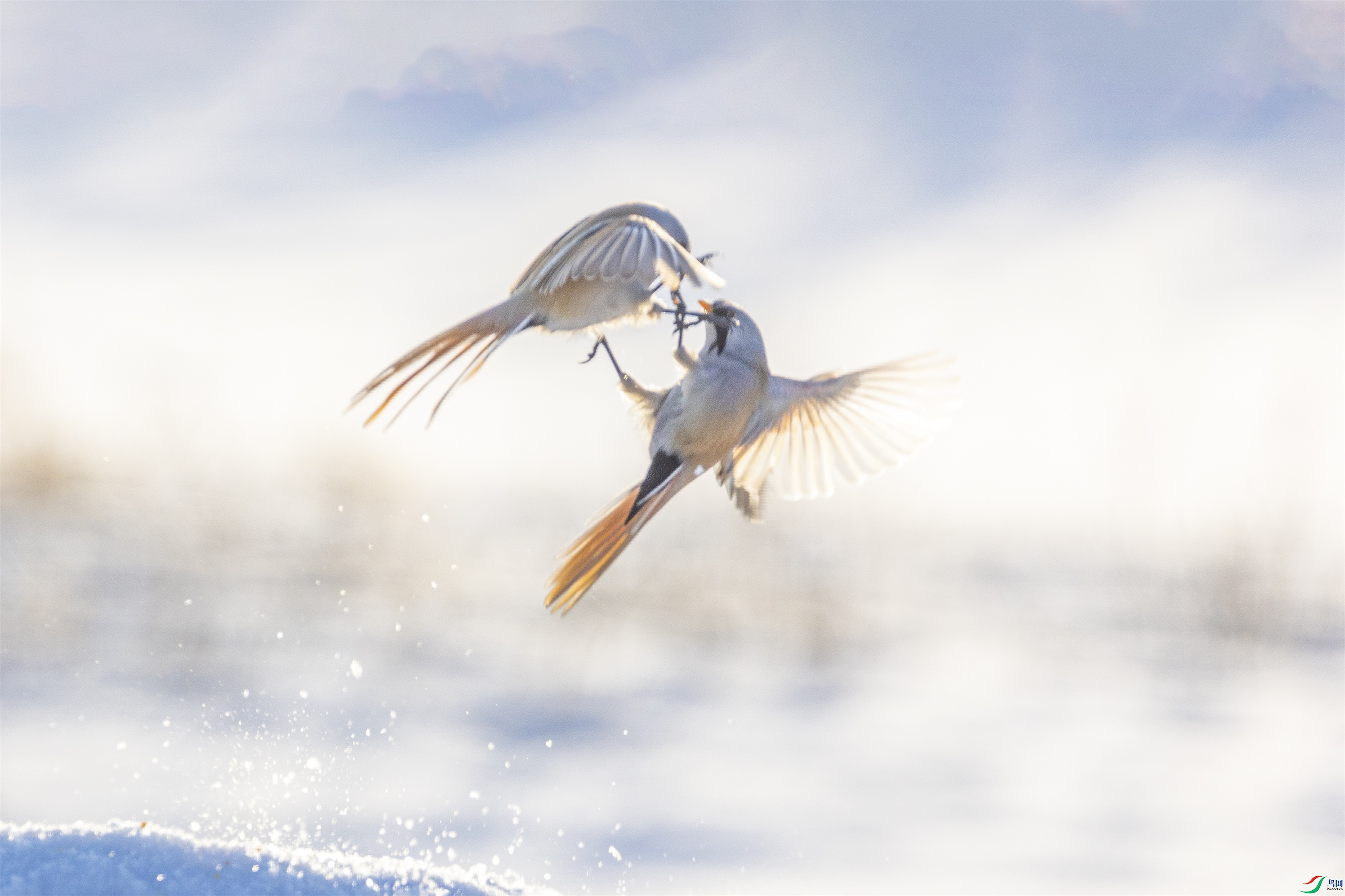 1K3A5603 ����1.jpg