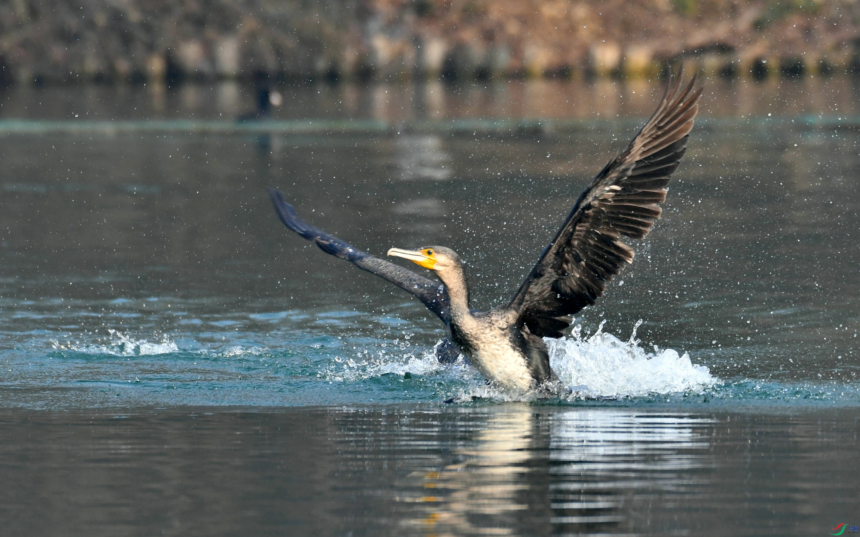 DSC_3879.JPG