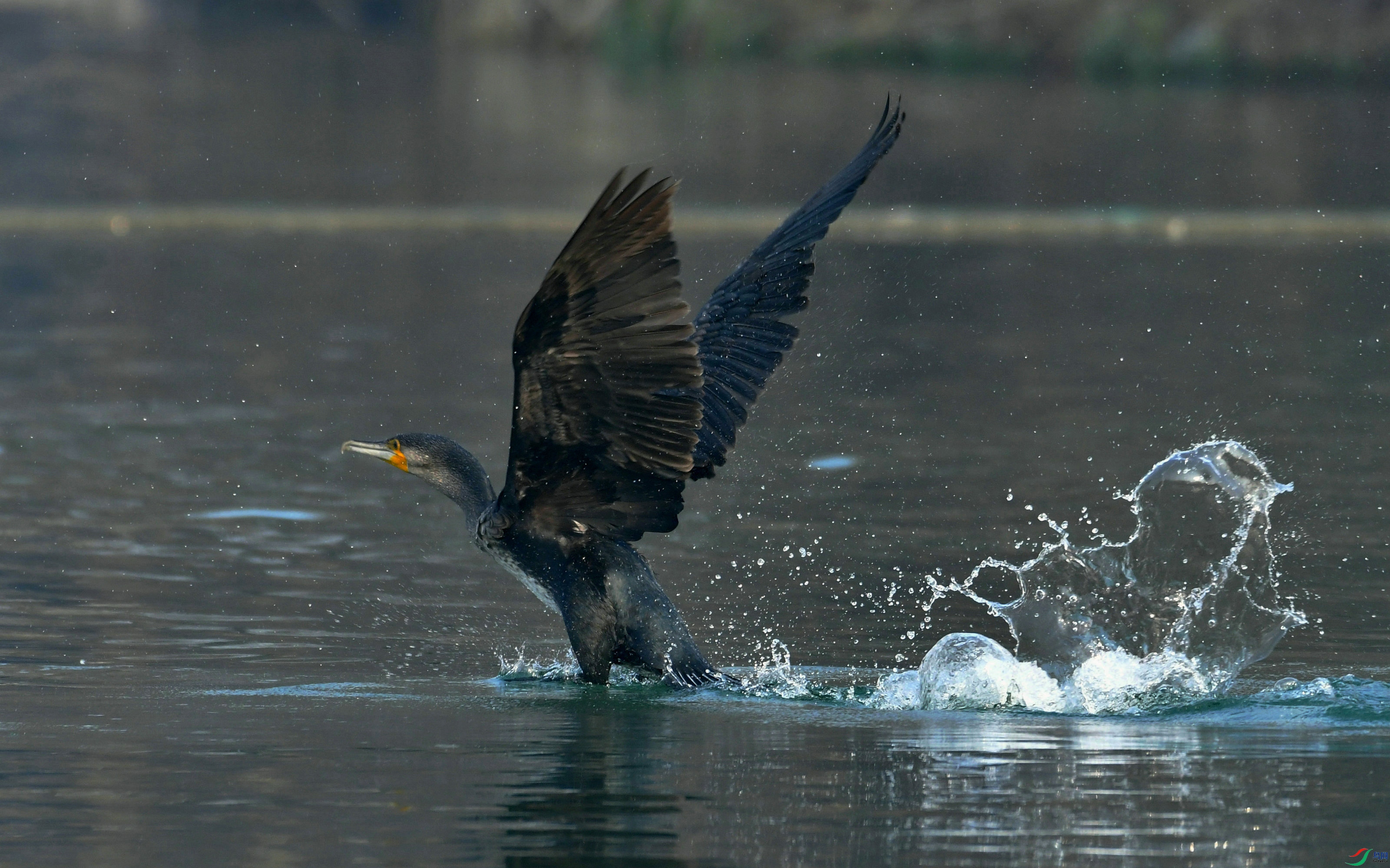 DSC_3886.JPG