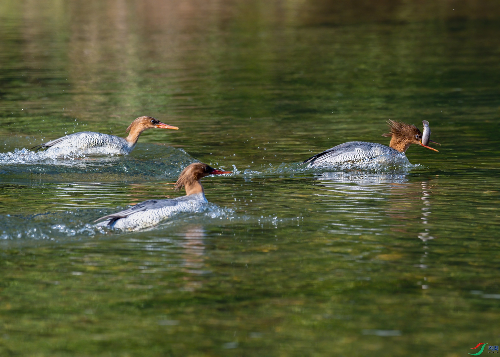 DSC_2290.jpg