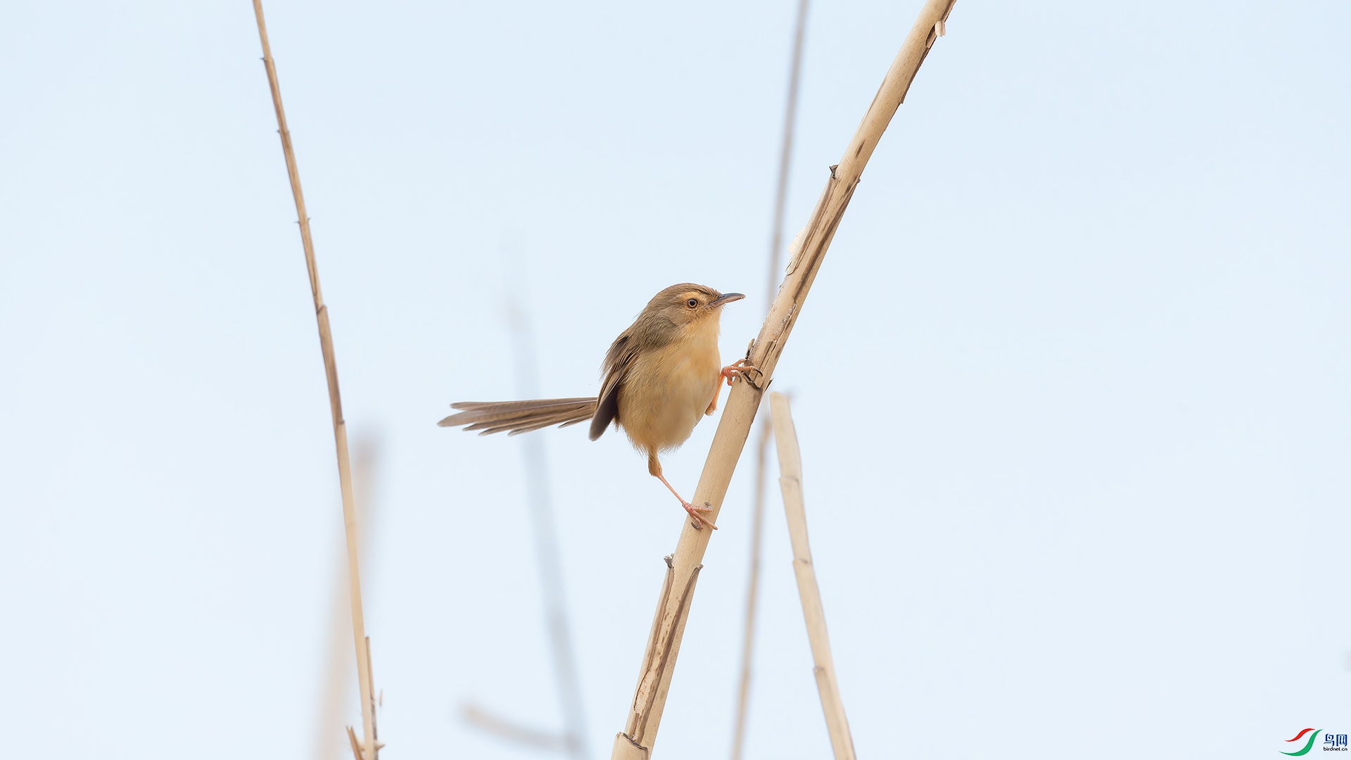 DSC_9811.jpg