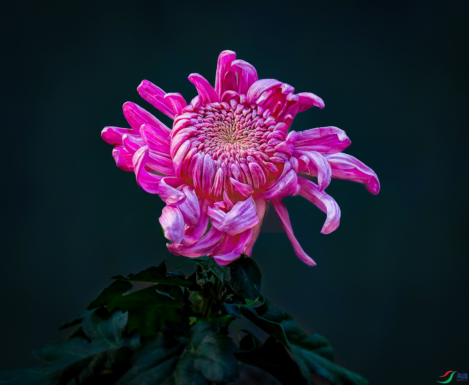 0000583A0027 ̫�溬Ц 1000k.jpg