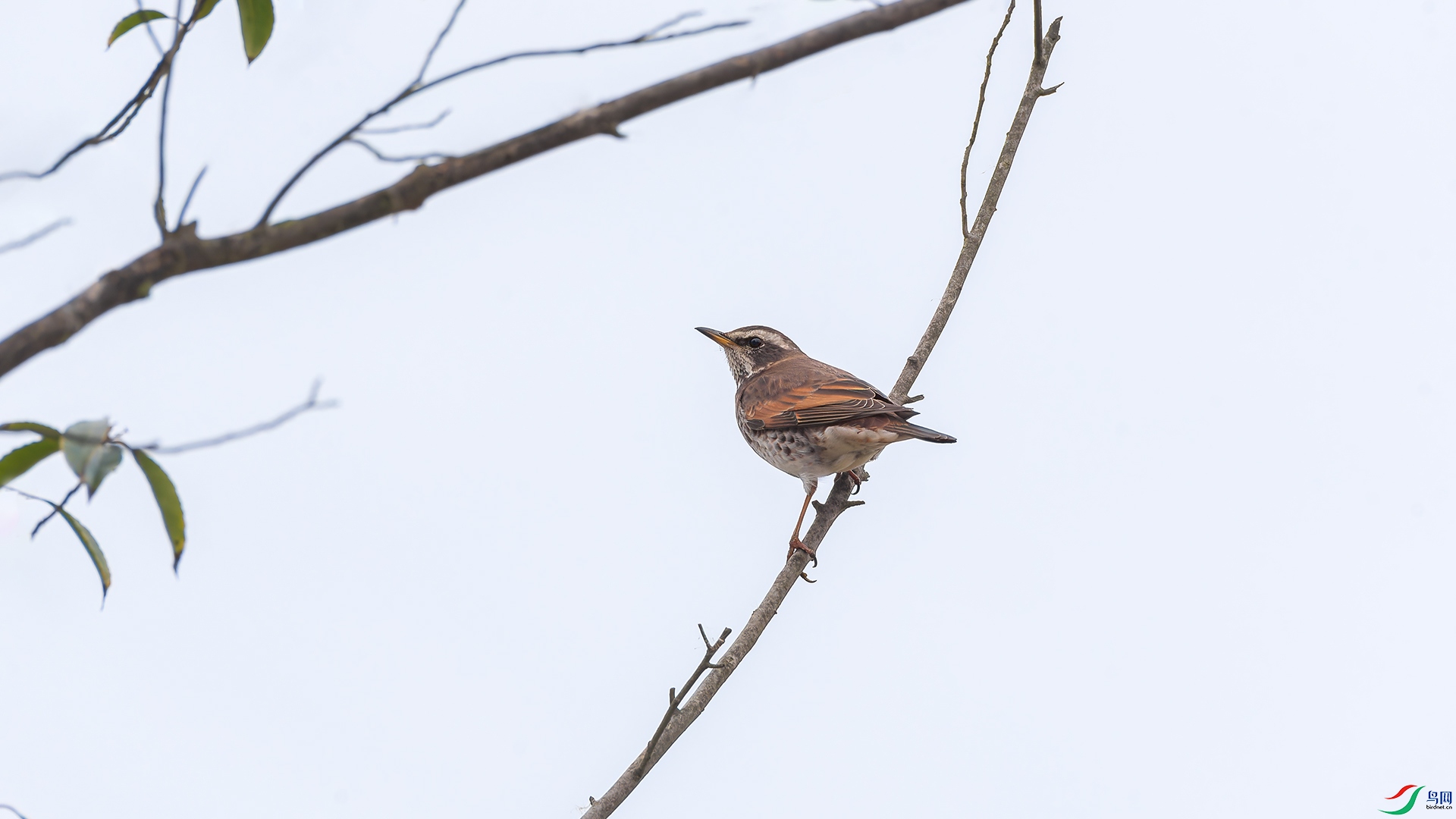 DSC_9926.jpg