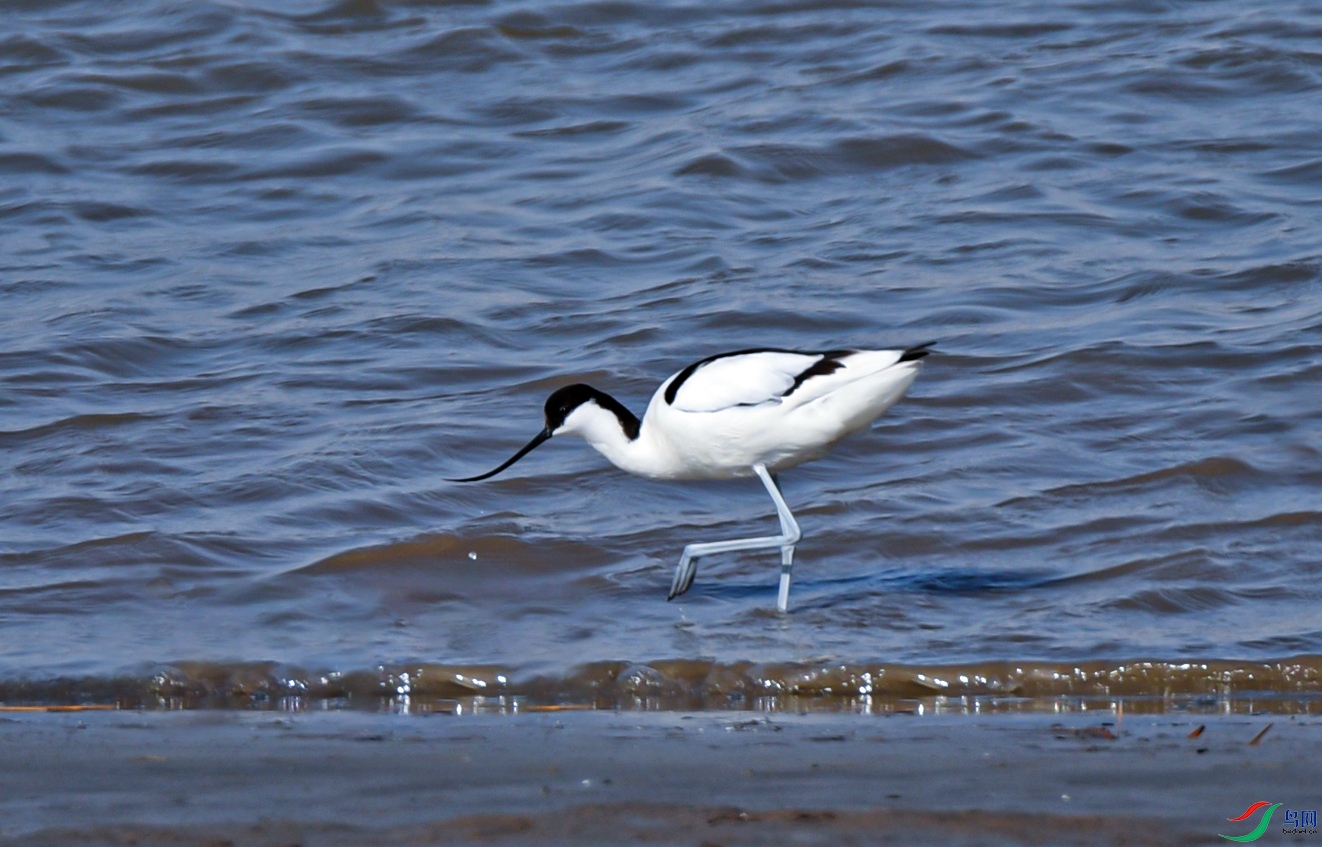 DSC_4242f.jpg