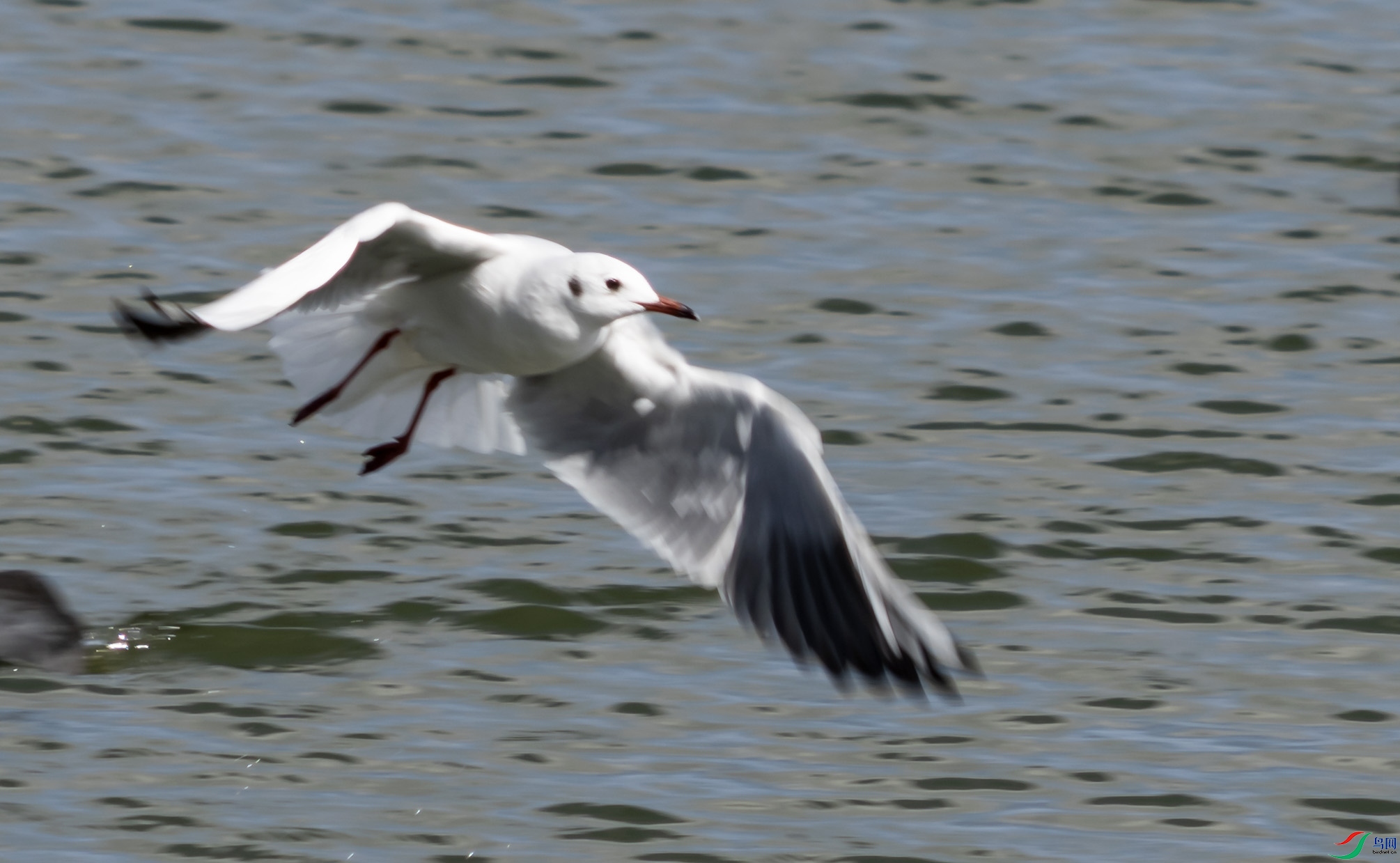 DSC04594 ����.jpg