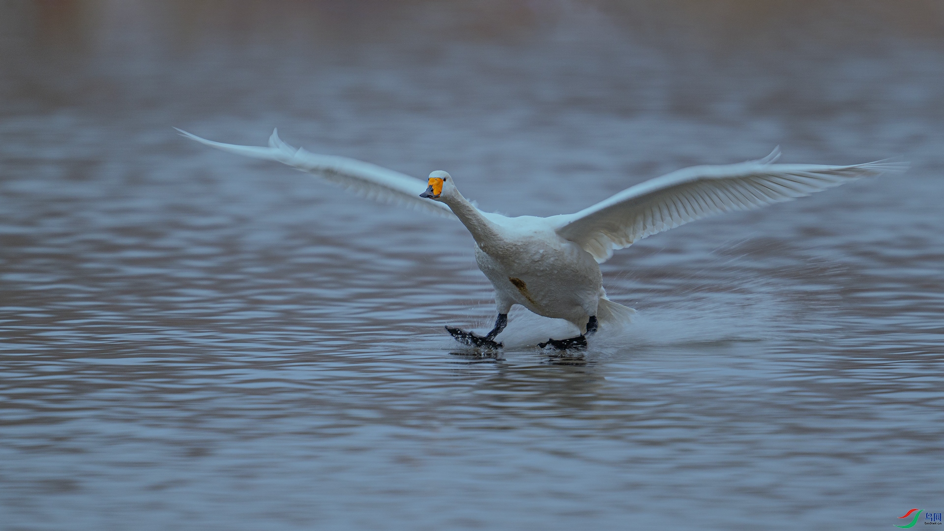 _DSC9685==1w.jpg