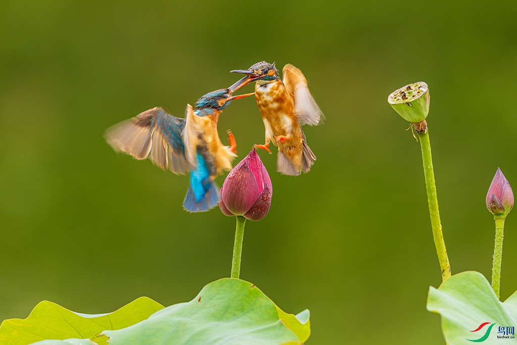 sdwfR230612 (770).jpg