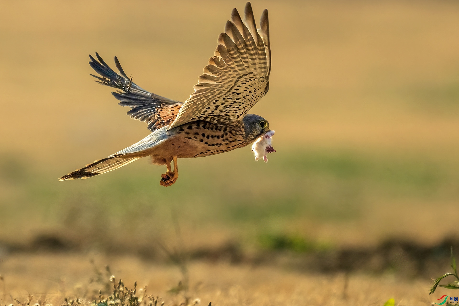 _DSC2936 ����.jpg