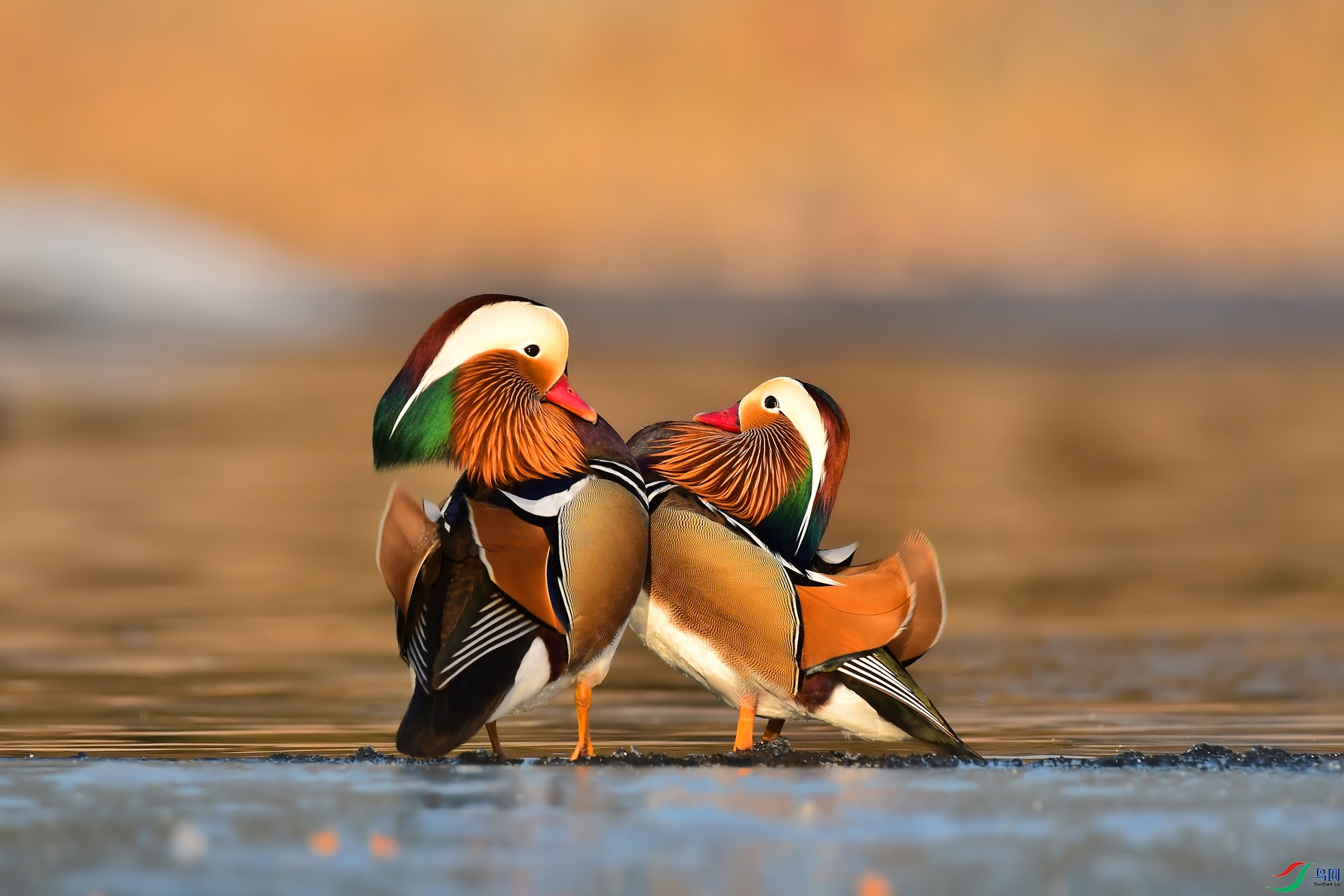 DSC_0456 ����.jpg