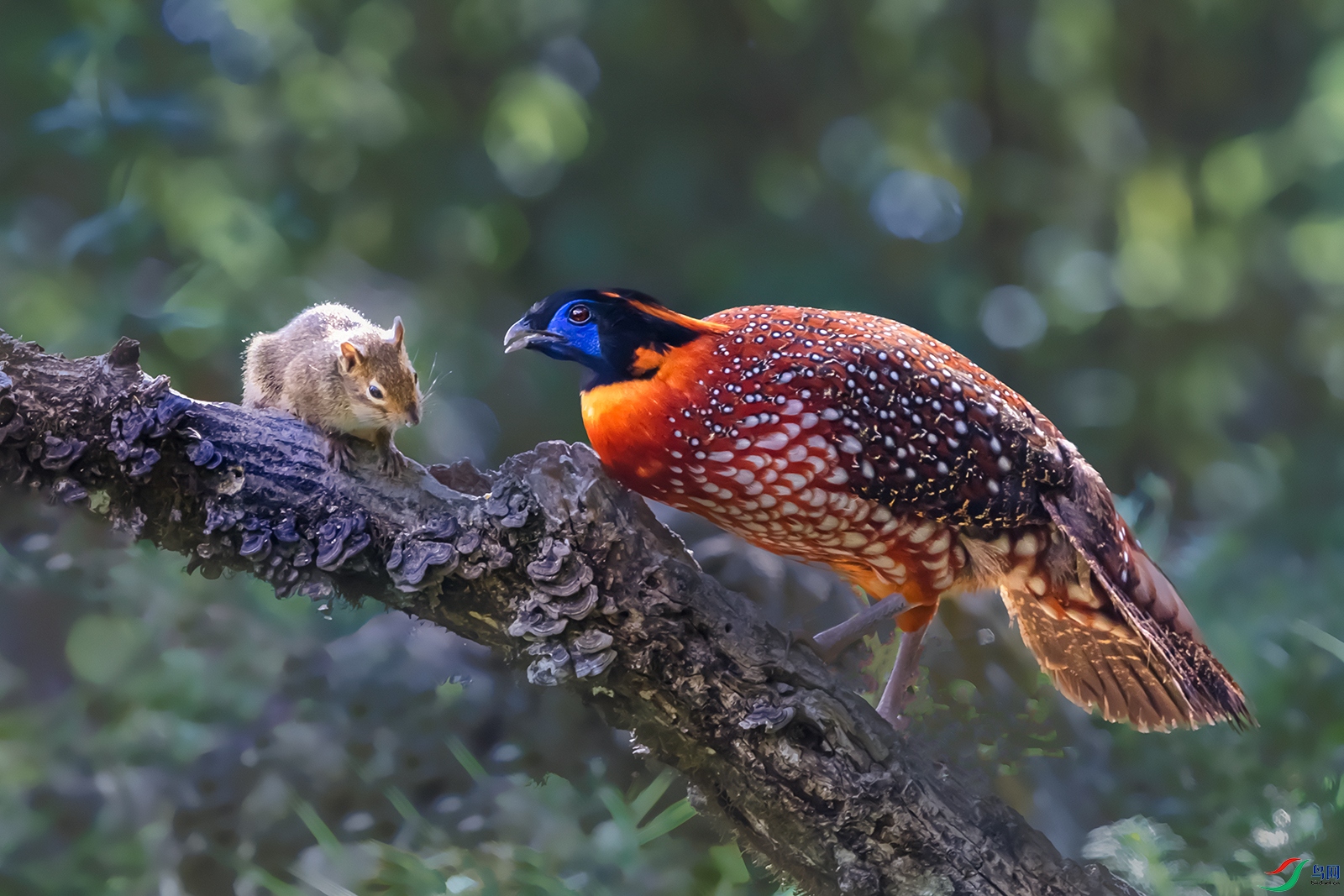 �츹����������----����Ϸ��