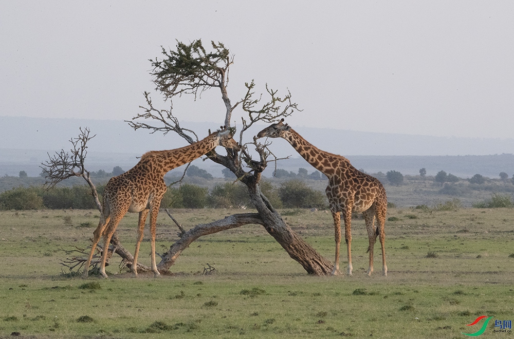 ����¹ (17).jpg