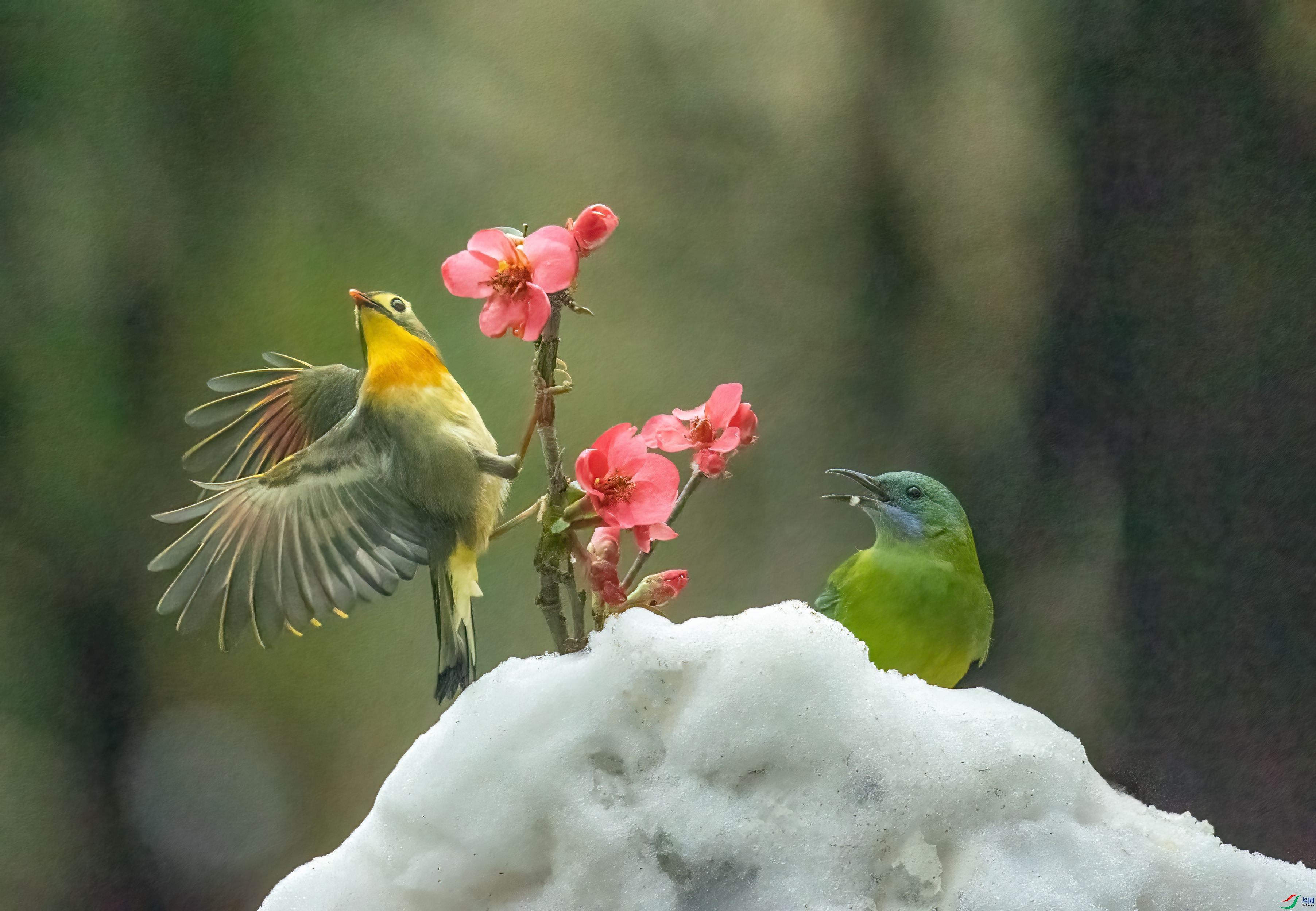 ������˼����ȸ�Ҷ��