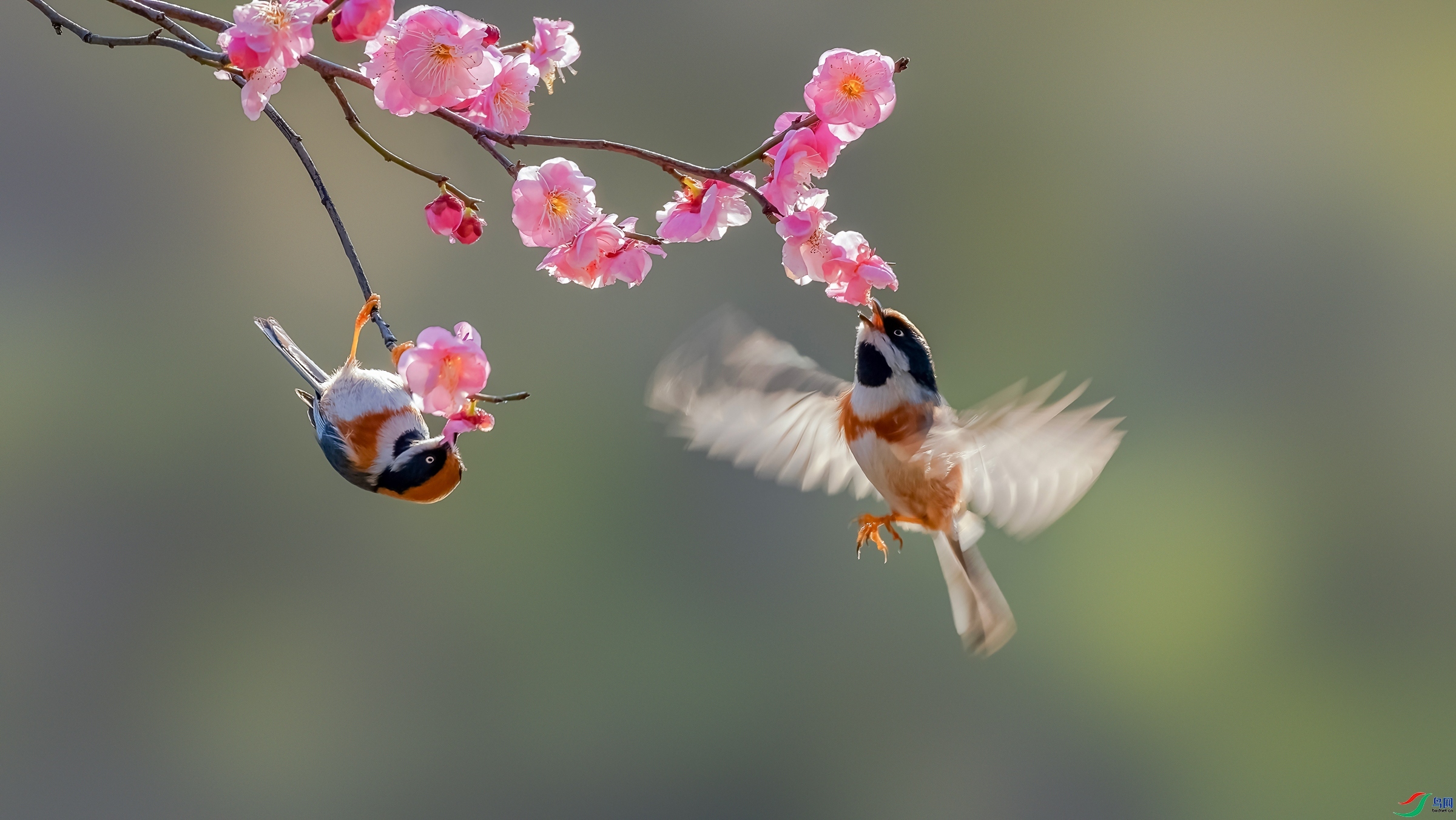 1.30 Hsia��ʦ��Ʒ  ÷ȸӭ��  �ٻ�2024��1��30�հ�����ҳ����.jpg