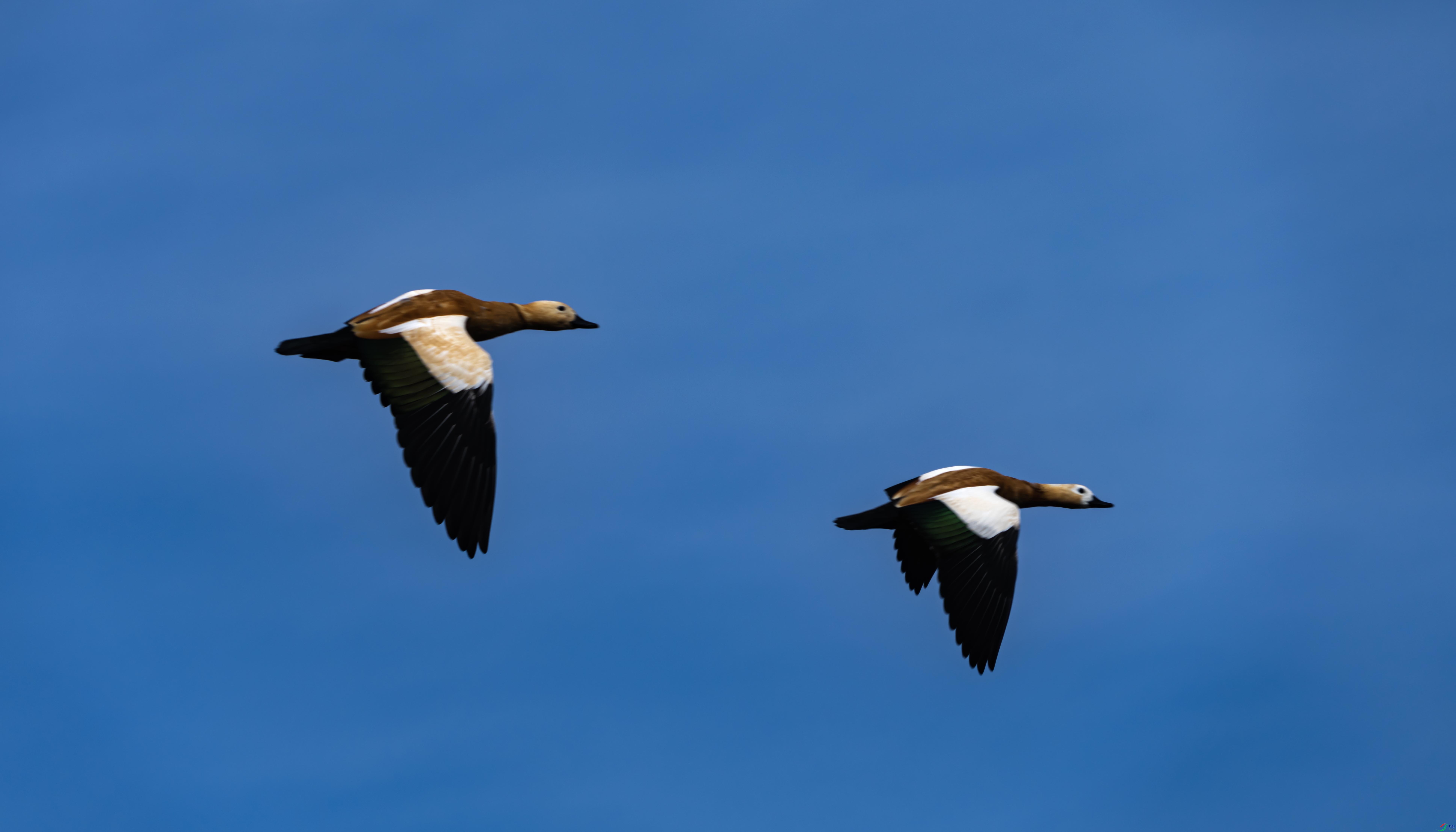 DSC03782 ����.jpg