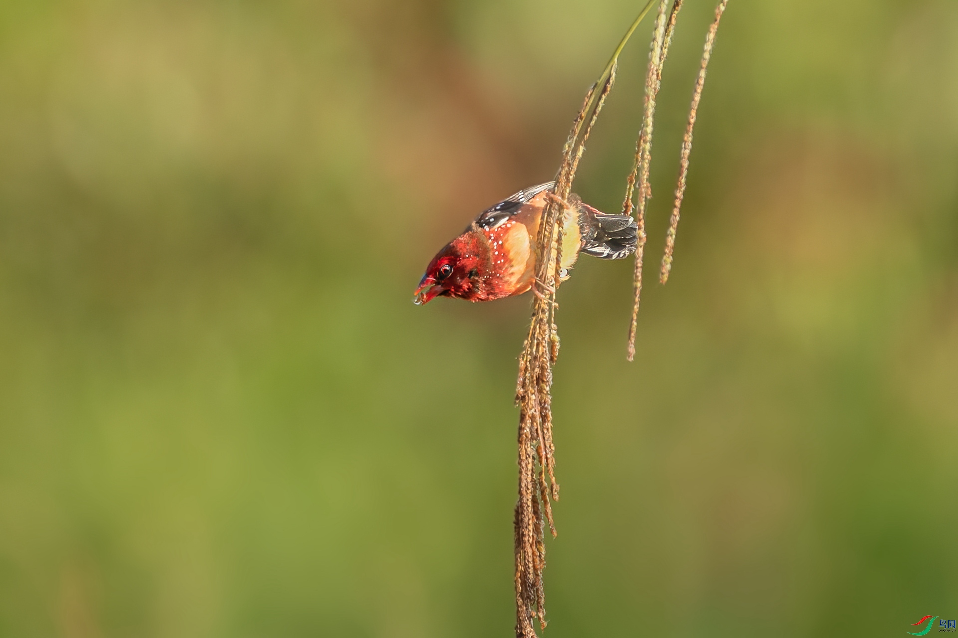 B86I1737 _����.jpg