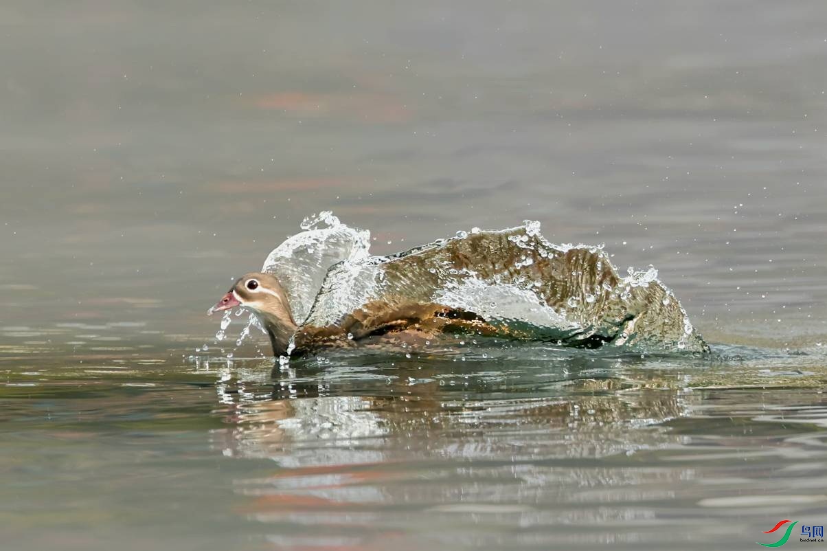 Mix_20240201_220245 (2).jpg