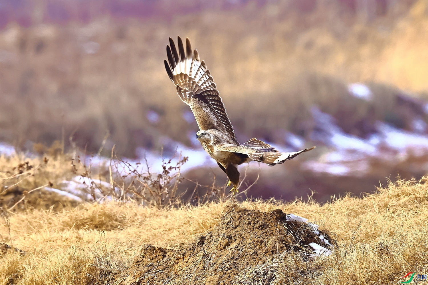 IMG_7011-1.JPG