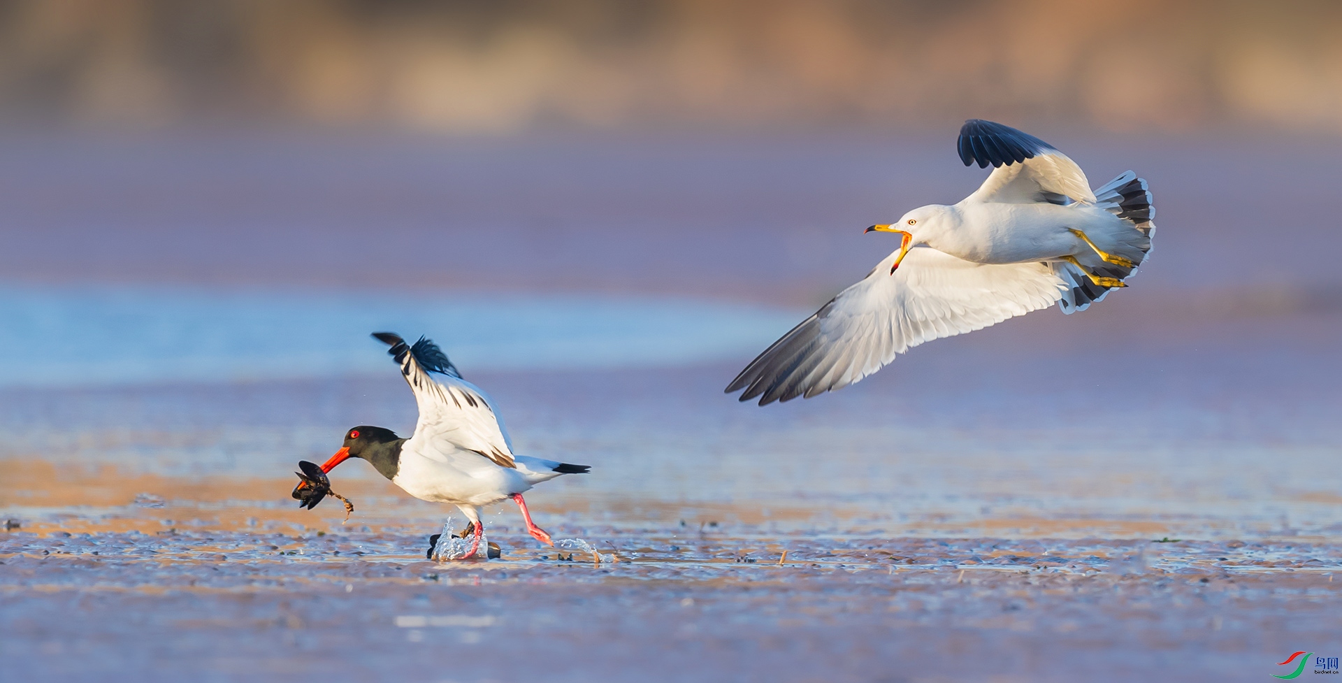 ��Ÿ������