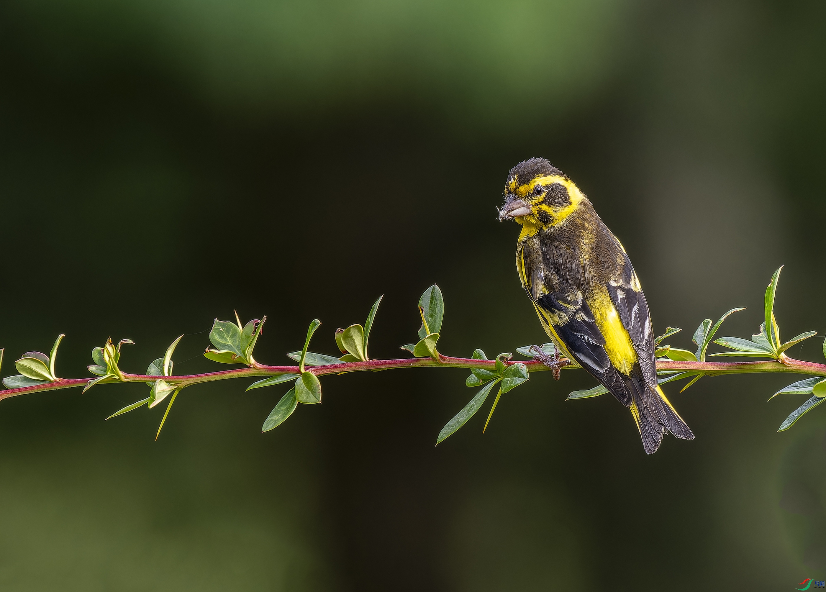 ��ɽ���ȸ (4).jpg