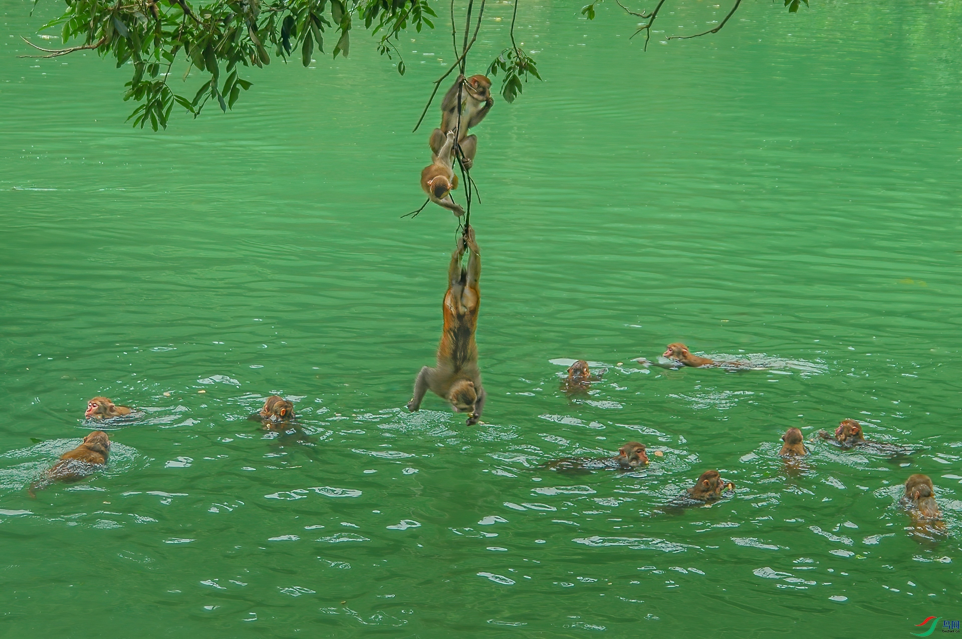 Summer macaque.jpg