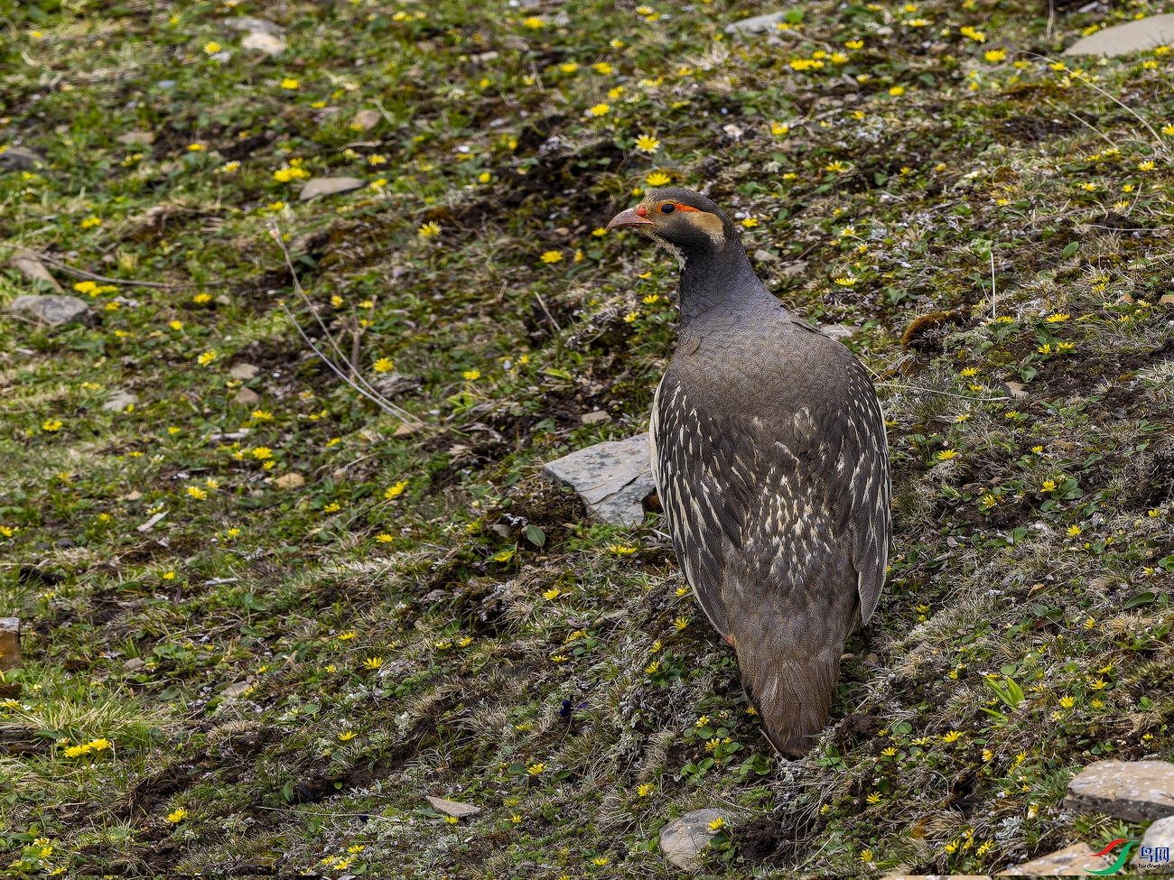 ��ѩ�� (1)-1.jpg