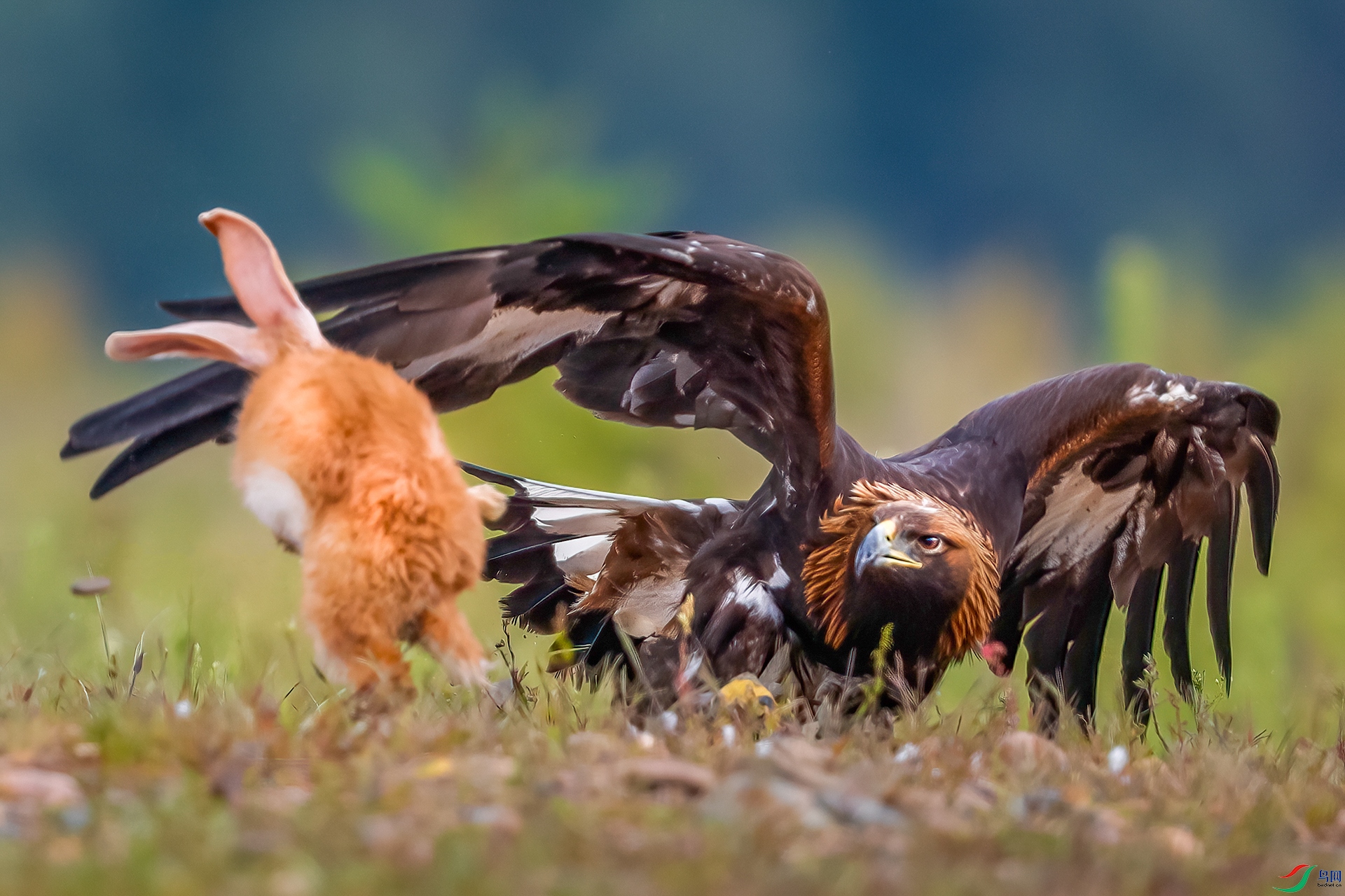 Battle of rabbits and eagles.jpg