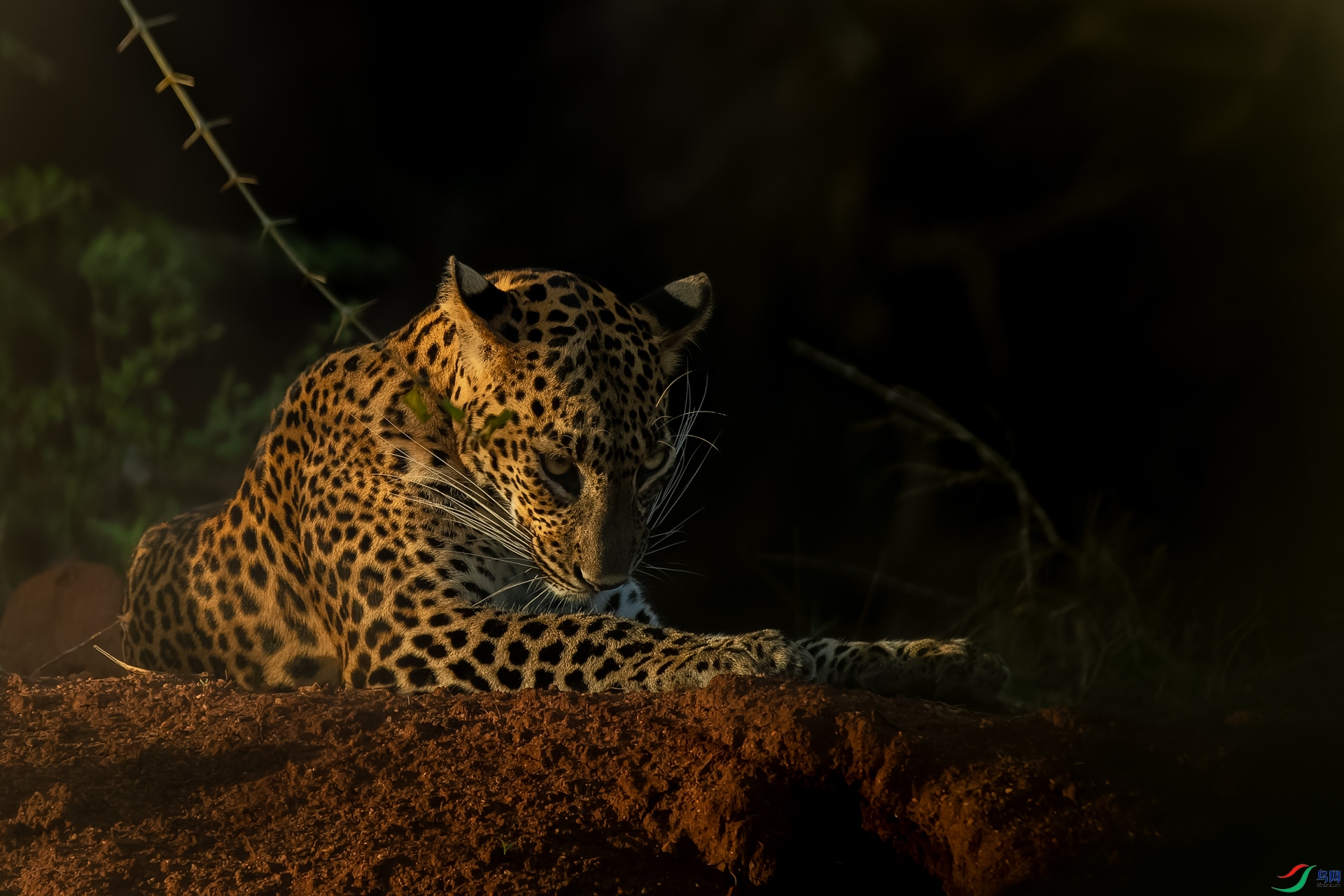Quiet morning (Leopard of Sri Lanka).jpg