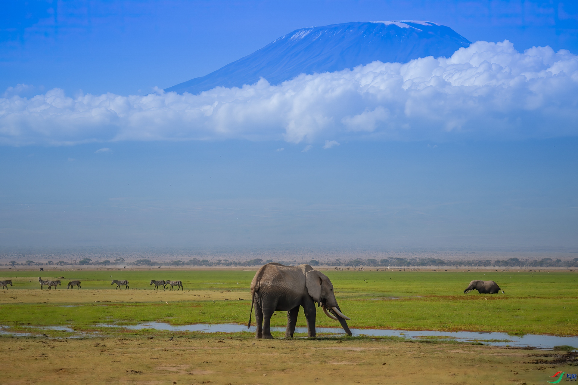 Elephants in Kilimanjaro.jpg