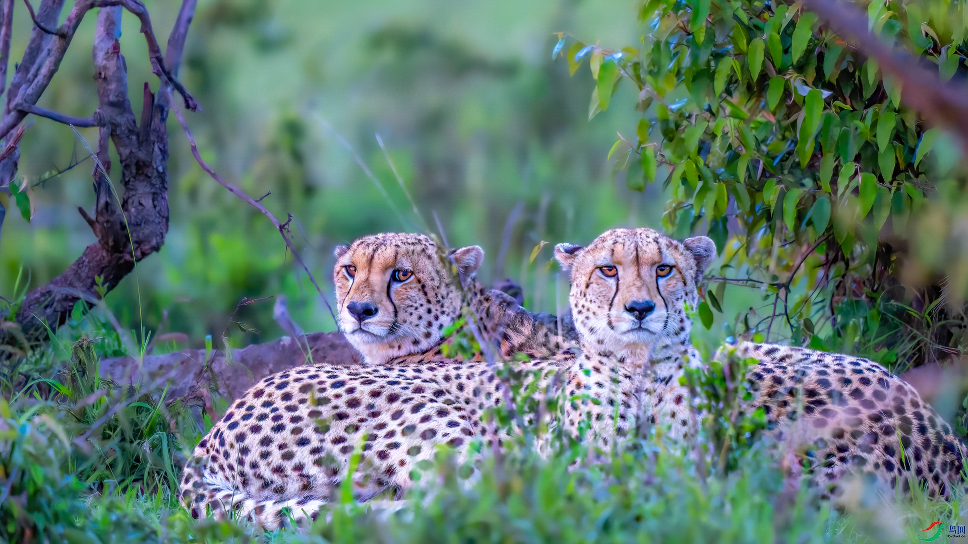 A pair of watchful cheetahs.jpg