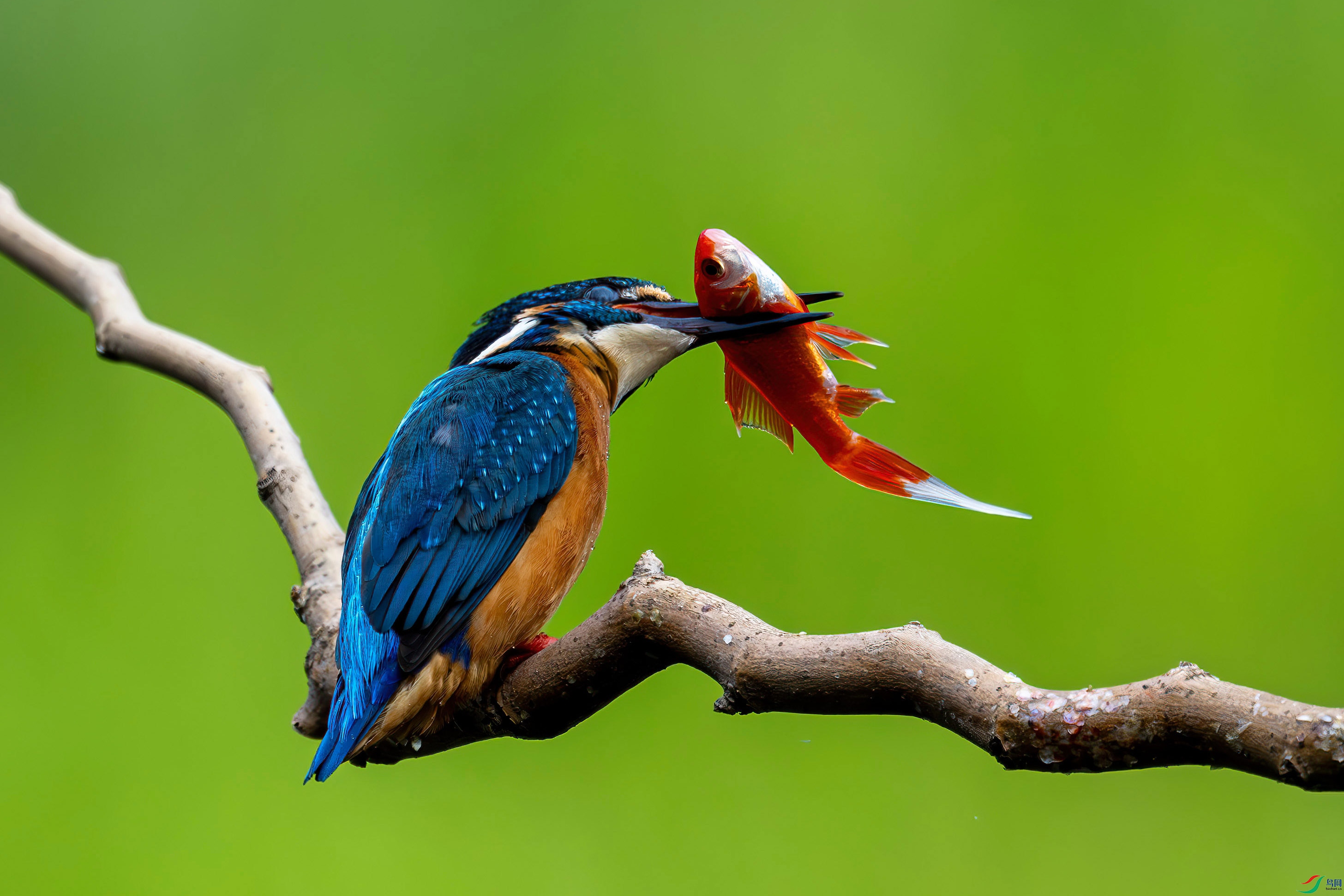 ���۵�С��